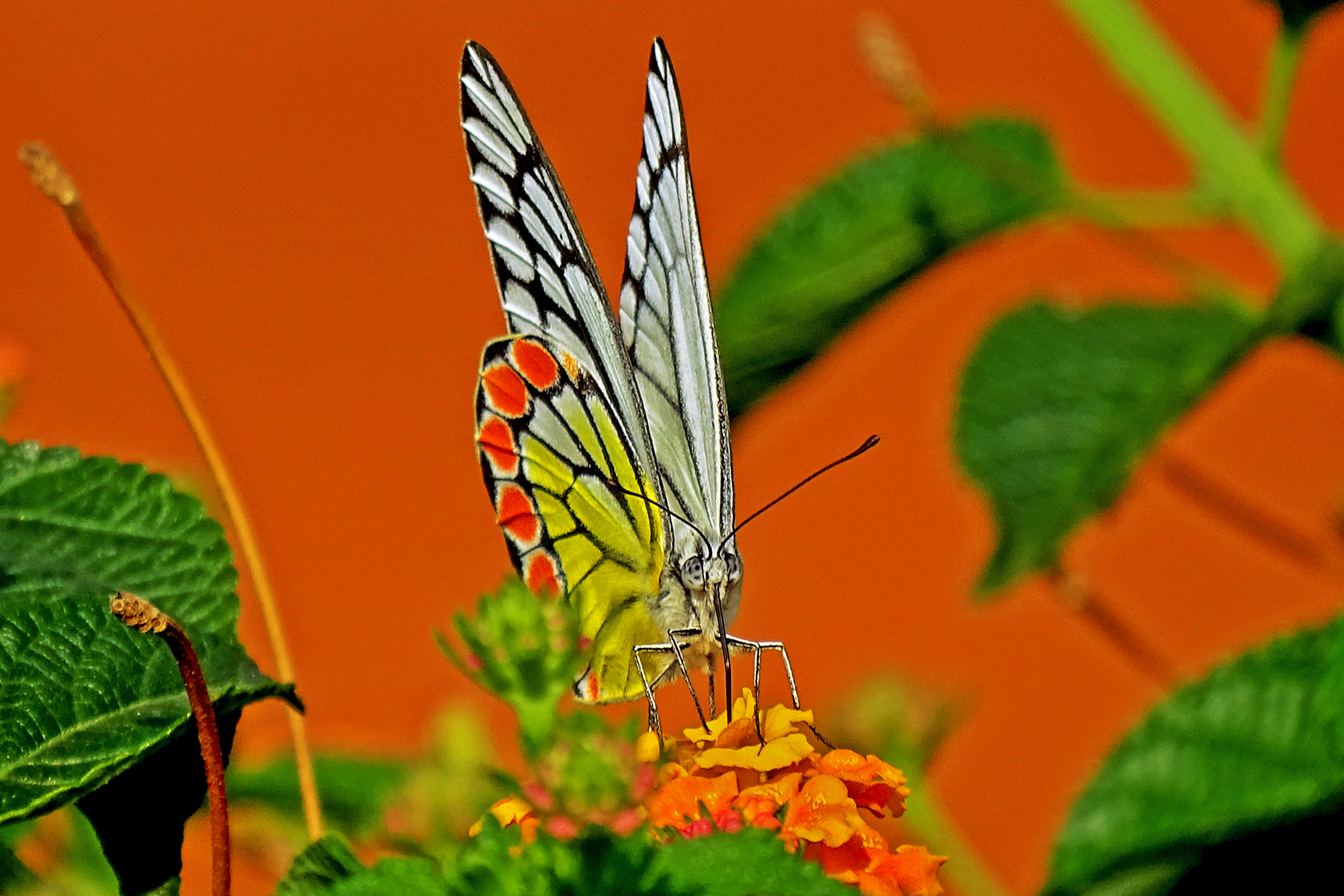 The Beauty of Colours