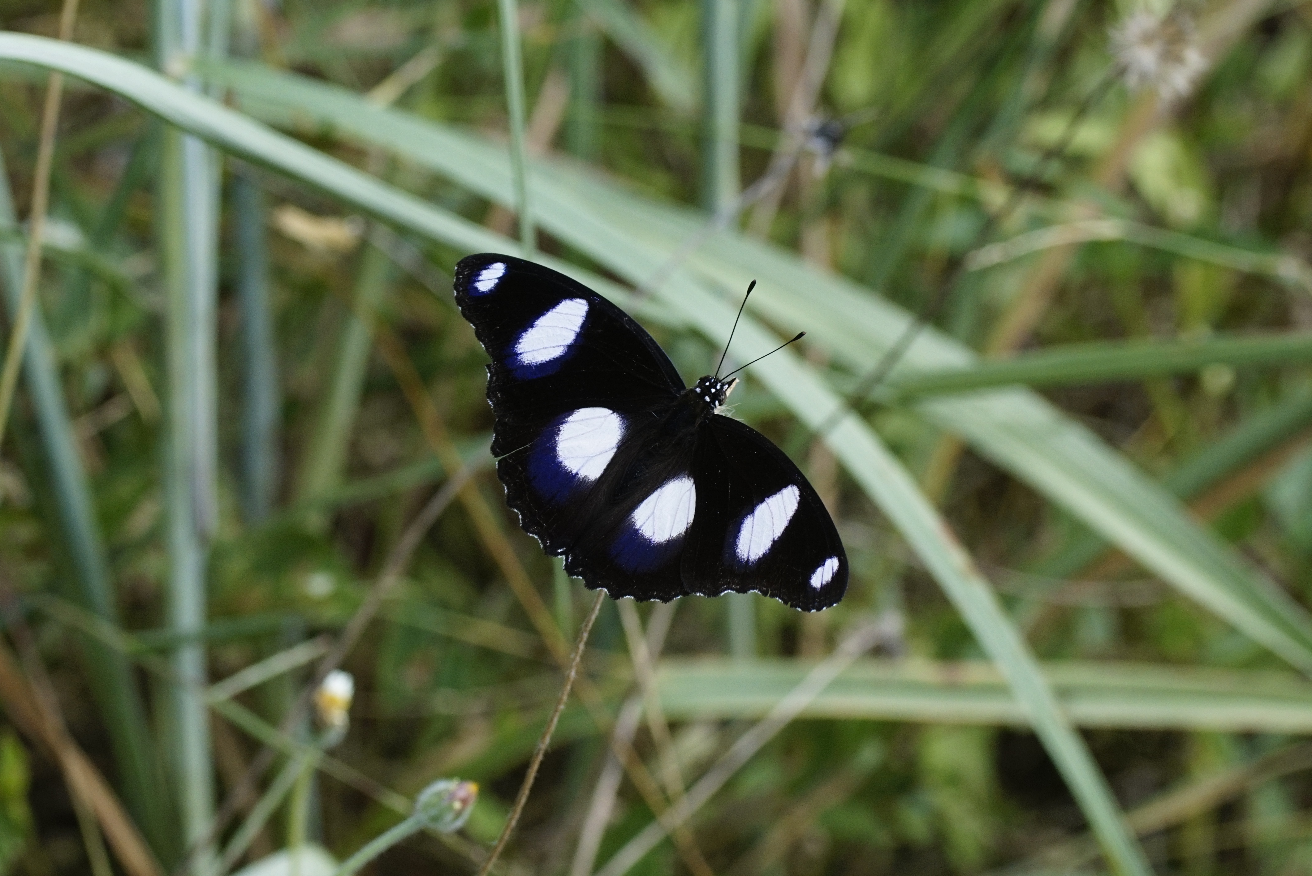 The Danaid Eggfly 6373