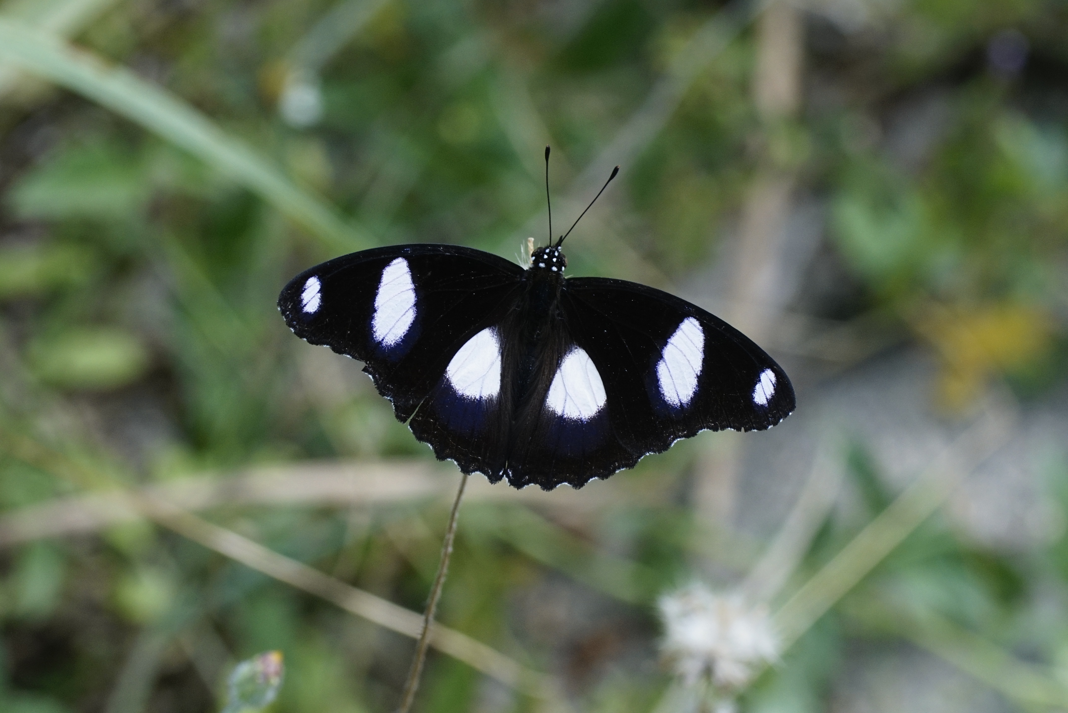 The Danaid Eggfly 6387