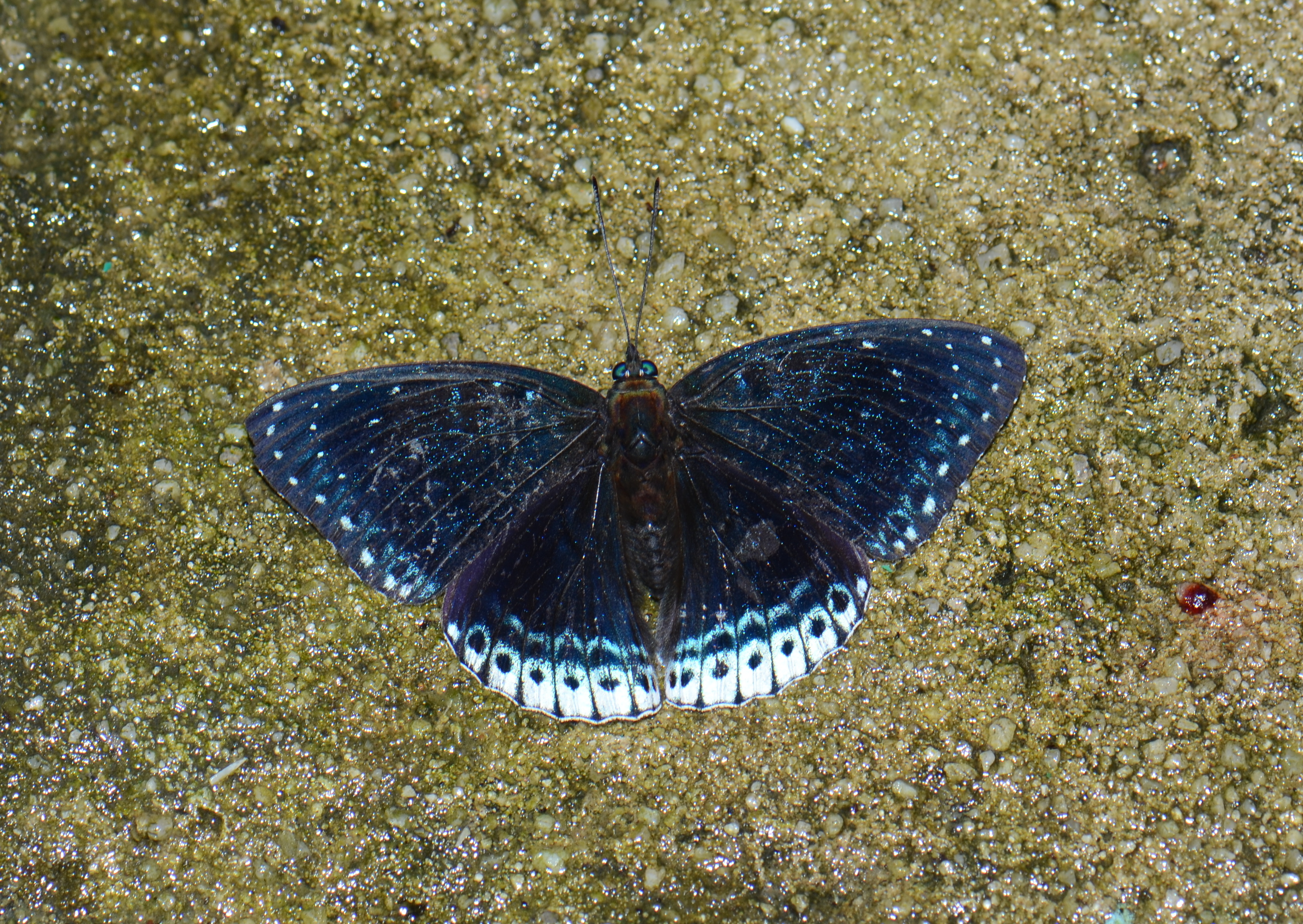 The Popinjay Stibochiona nicea subucula (26477667282)