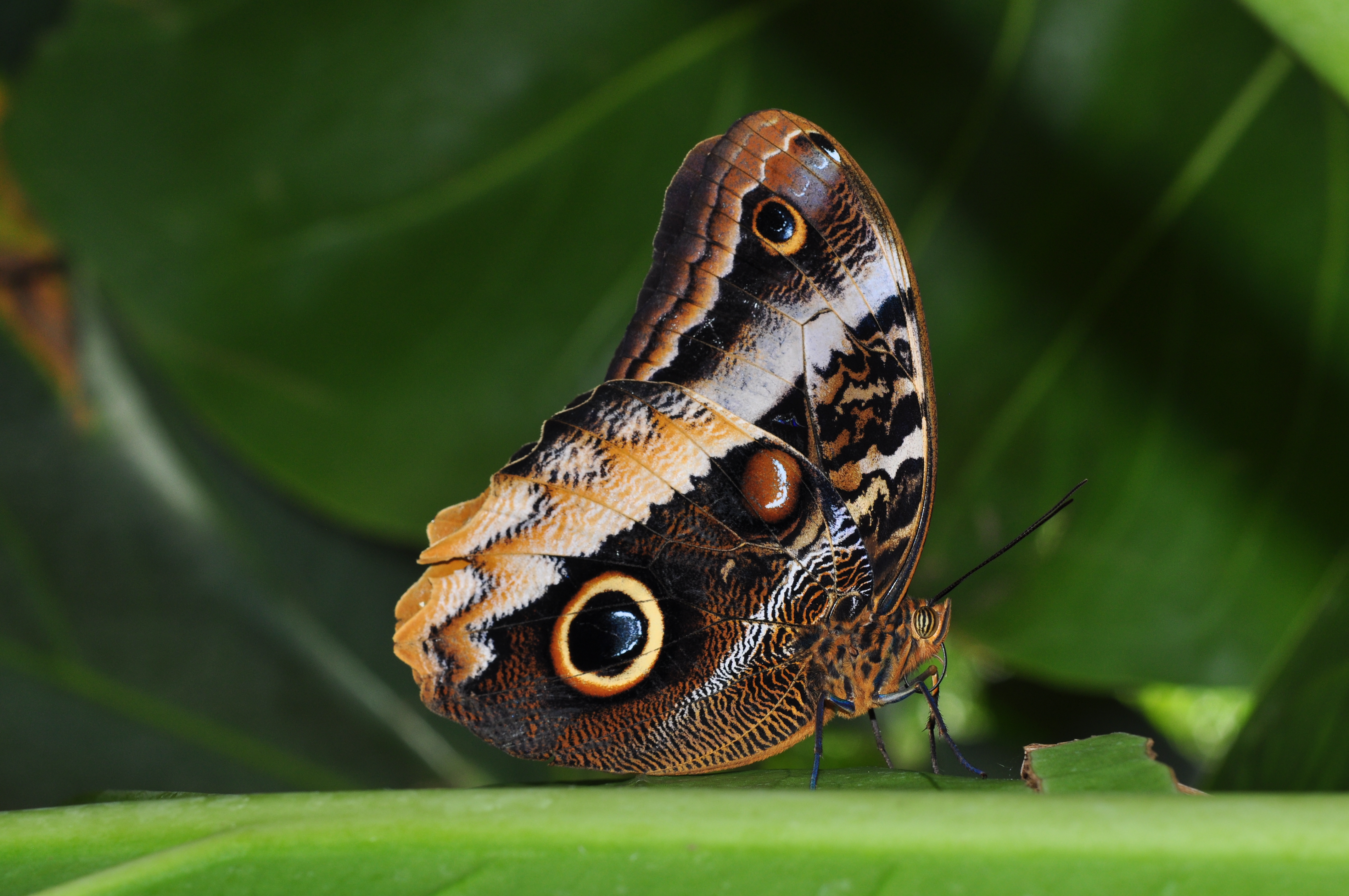 The Yellow-edged Giant Owl (Caligo atreus) (8507817014)