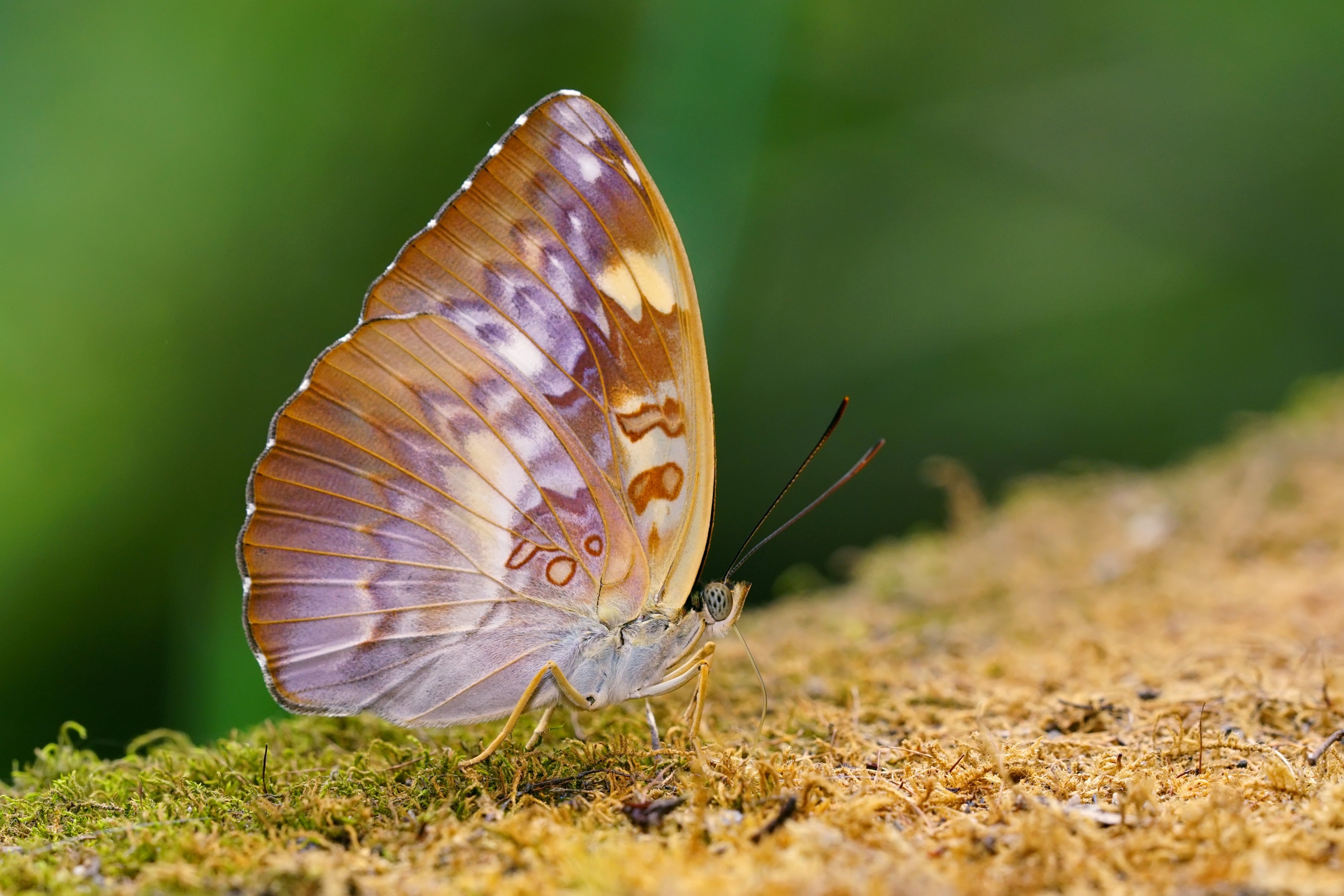 Abrota ganga formosana female