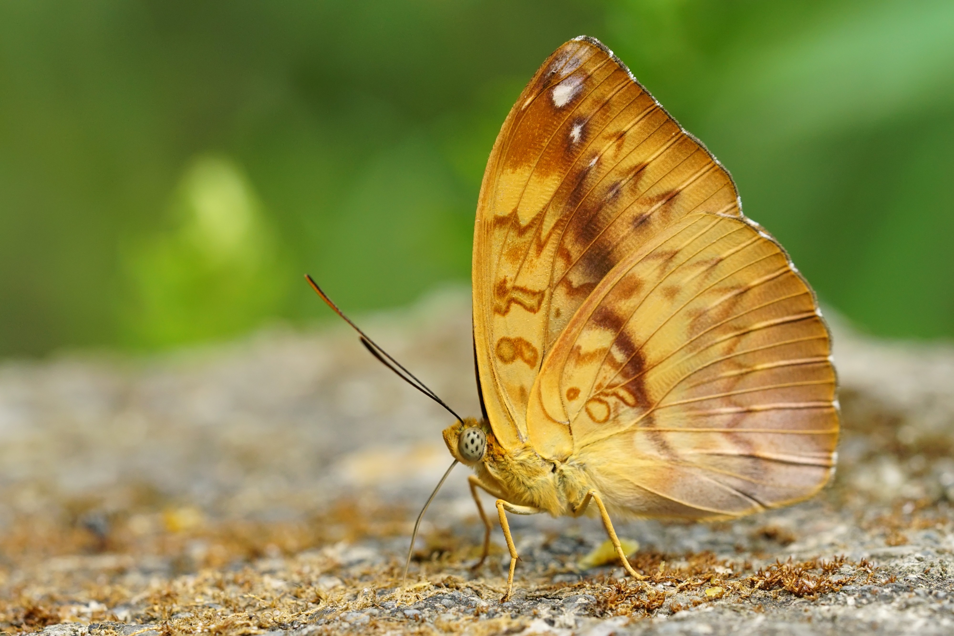 Abrota ganga formosana male