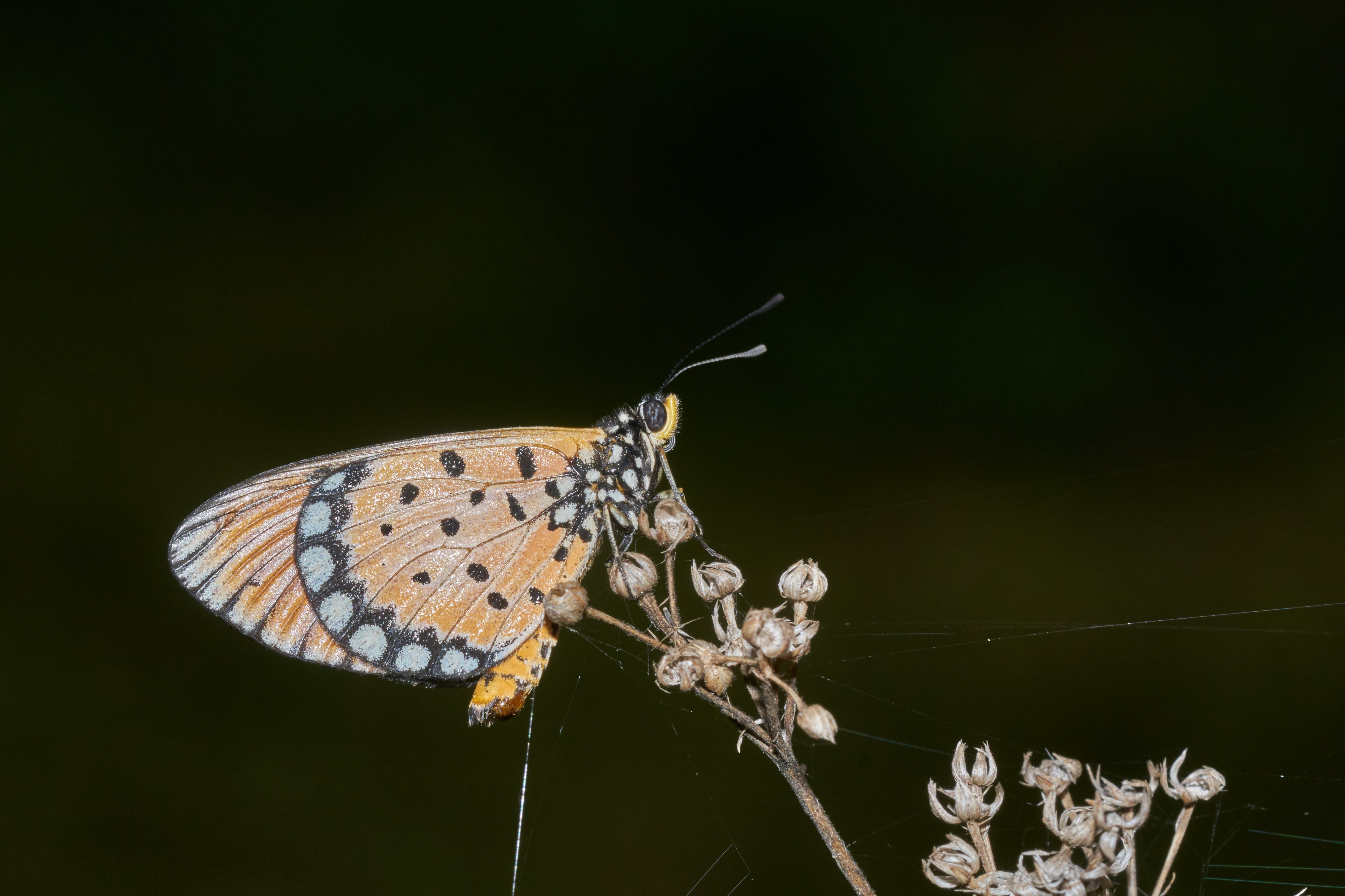 Acraea terpsicore-Thekkady-2016-12-03-001