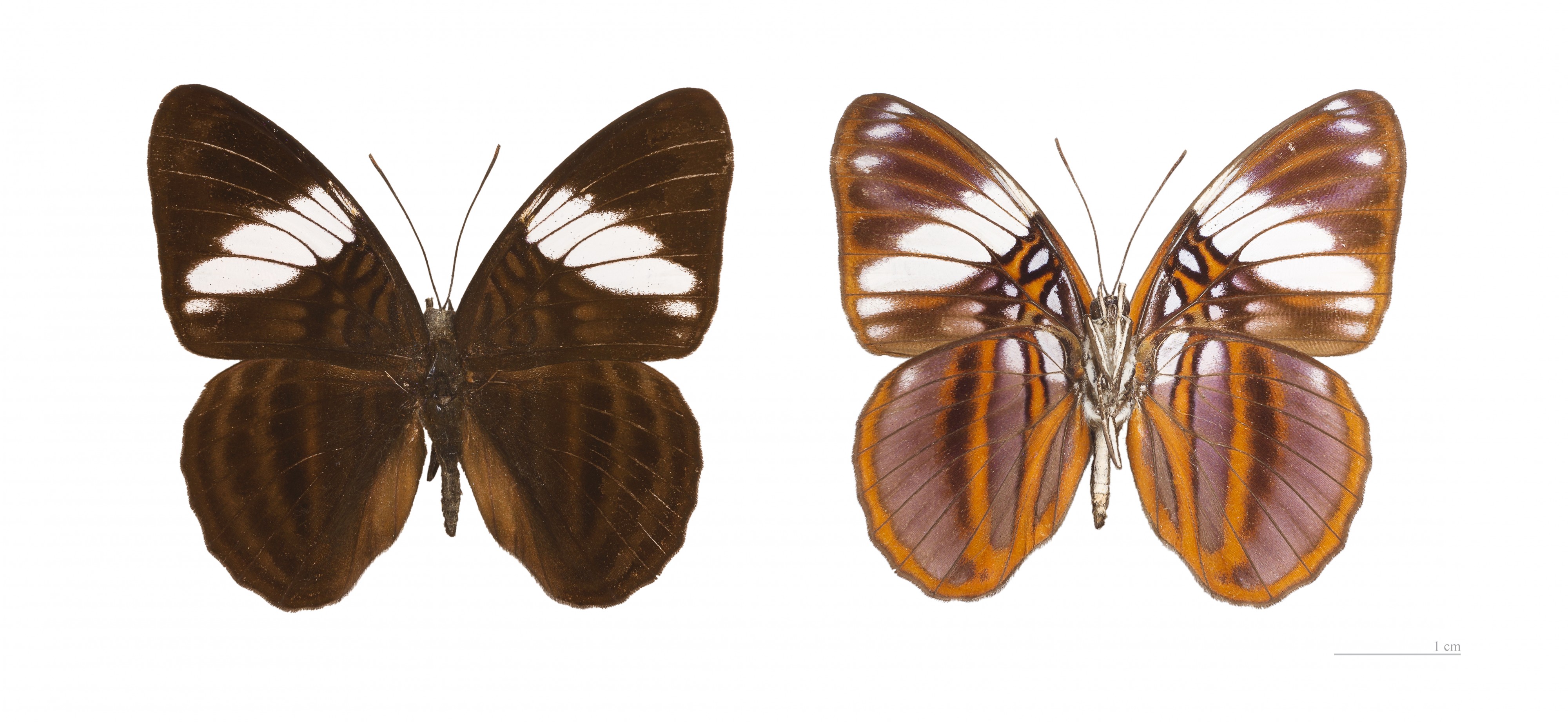 Adelpha epione agilla MHNT