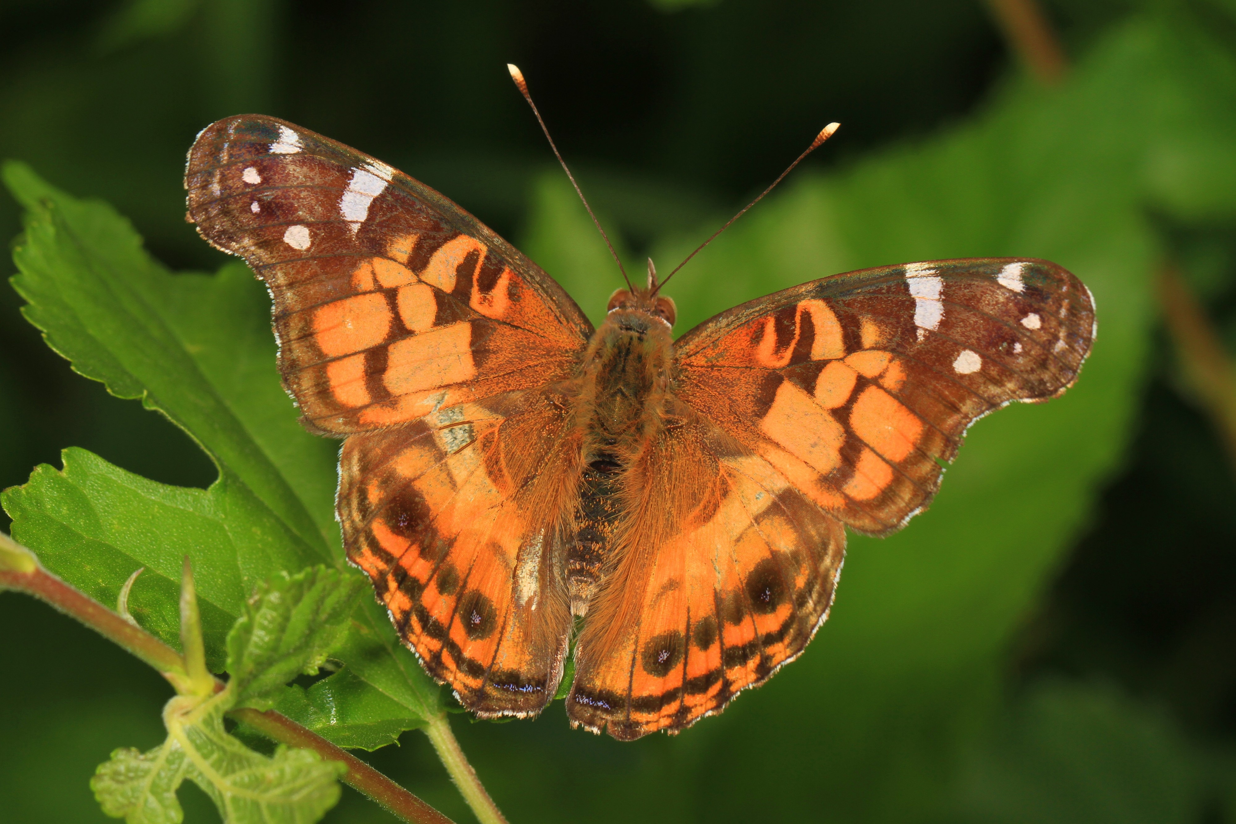 American Lady - Vanessa virginiensis, Woodbridge, Virginia