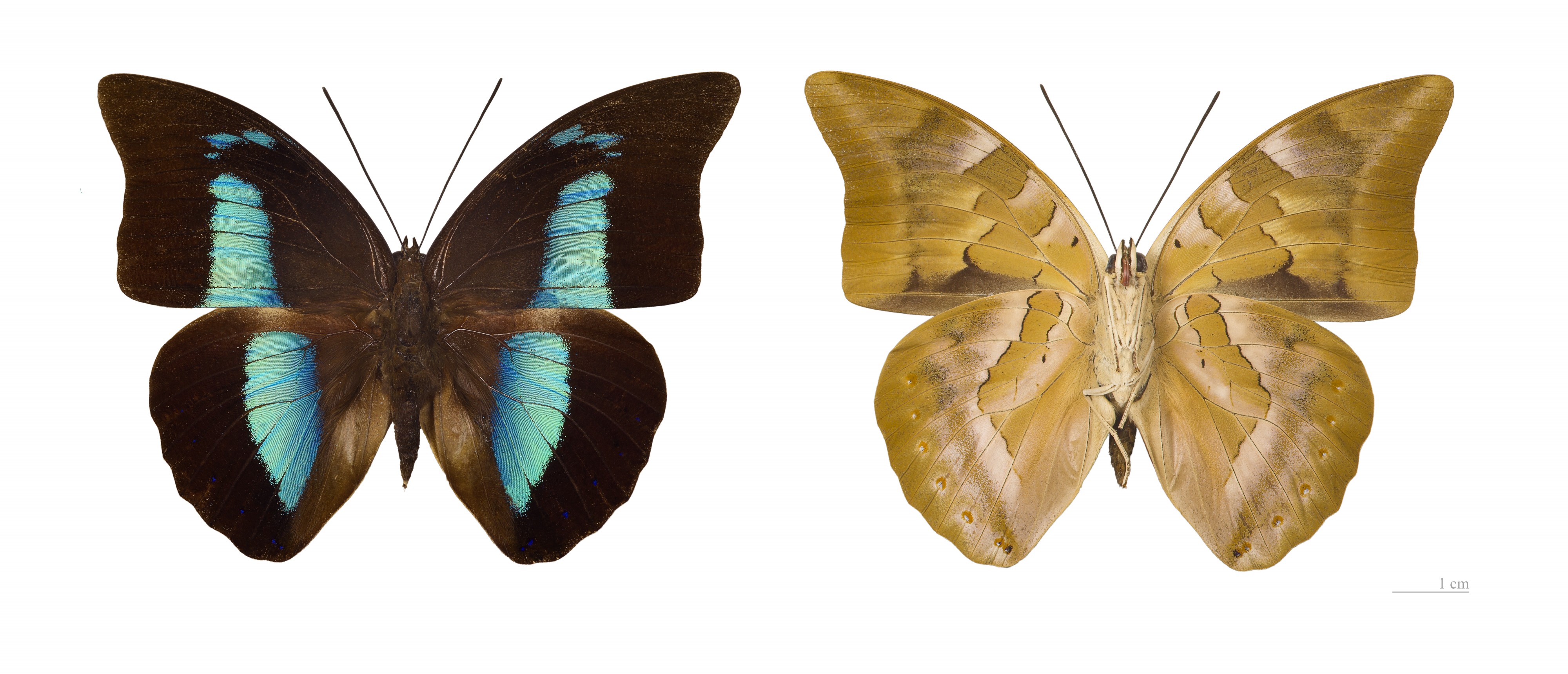 Archaeoprepona demophon demophon MHNT