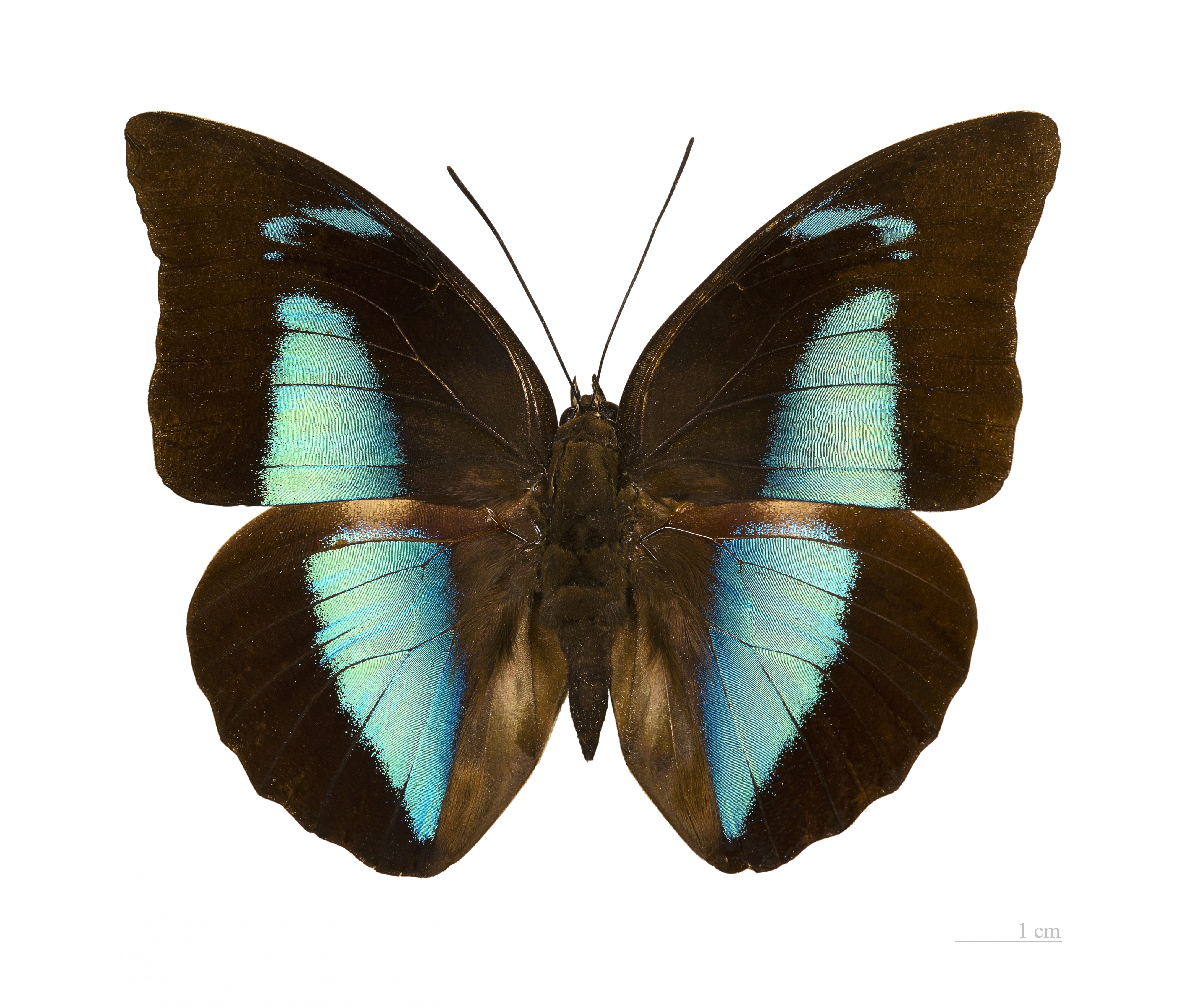 Archaeoprepona demophon muson MHNT dos