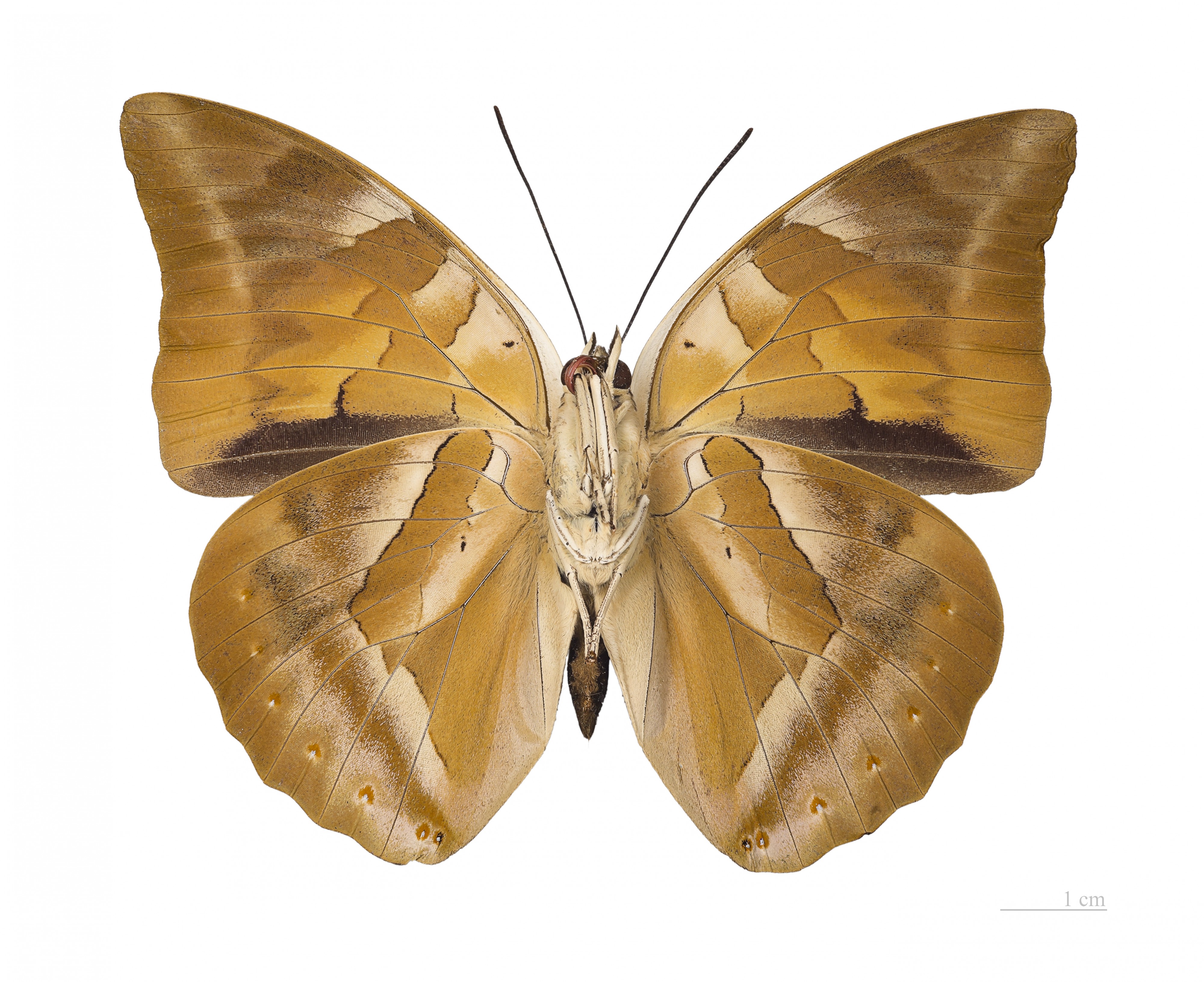 Archaeoprepona demophon muson MHNT ventre