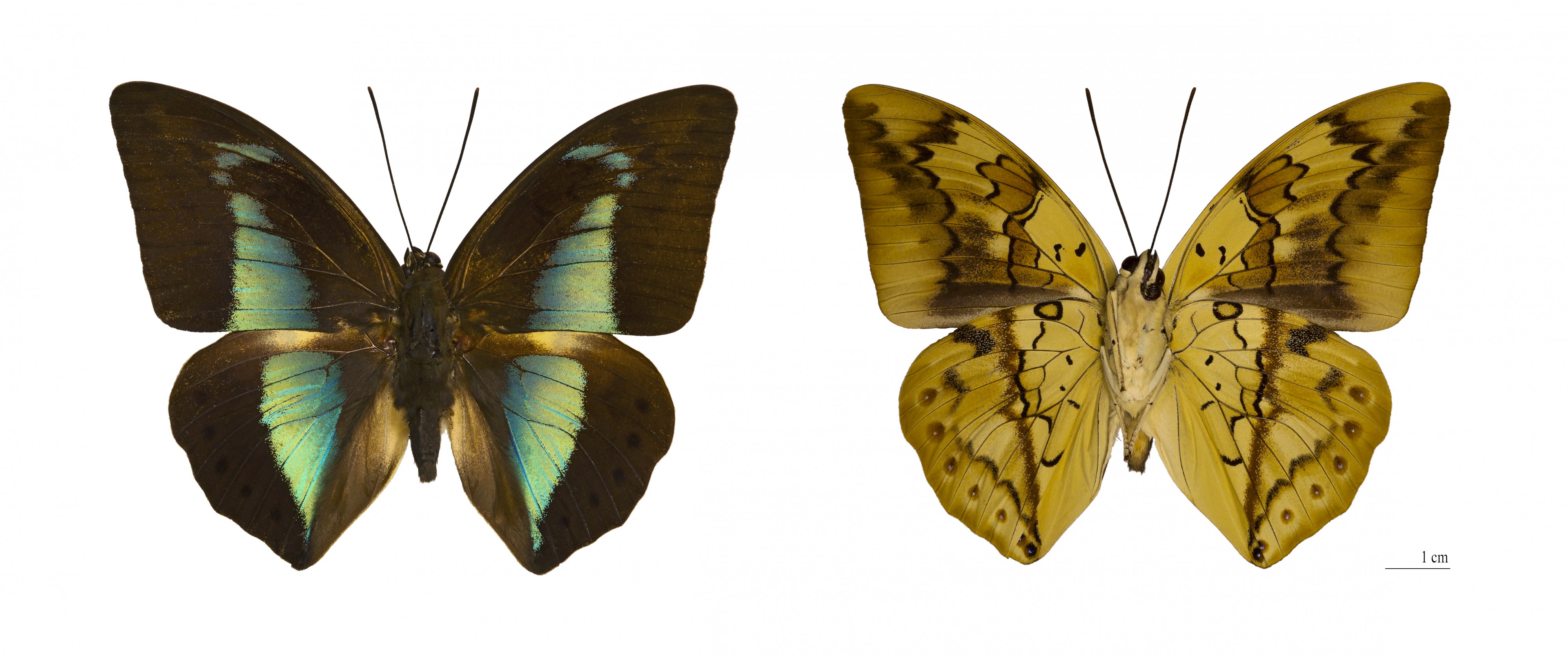 Archaeoprepona licomedes Bresil Global