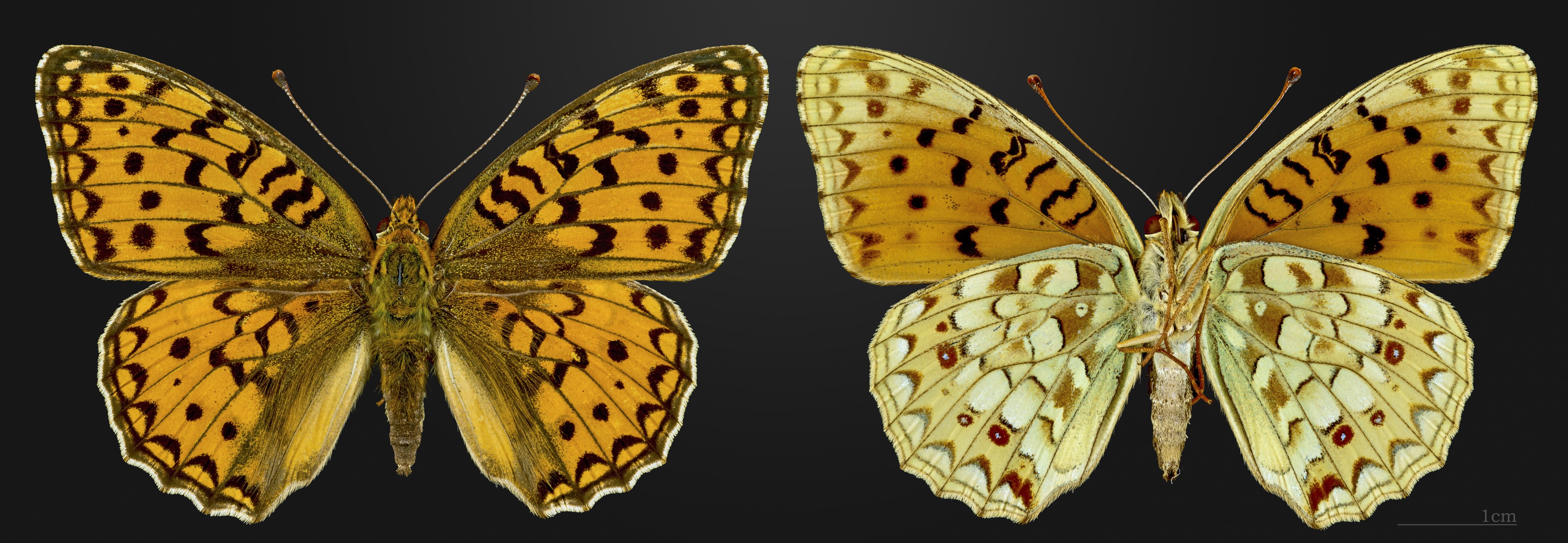 Argynnis niobe MHNT CUT 2013 3 24 Cahors