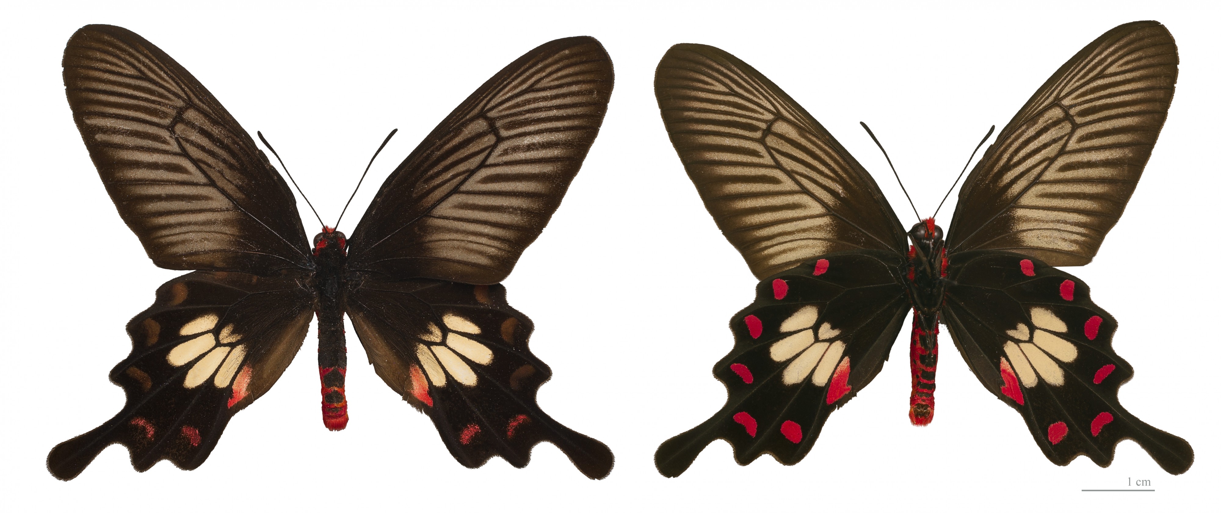Atrophaneura aristolochiae goniopeltis MHNT
