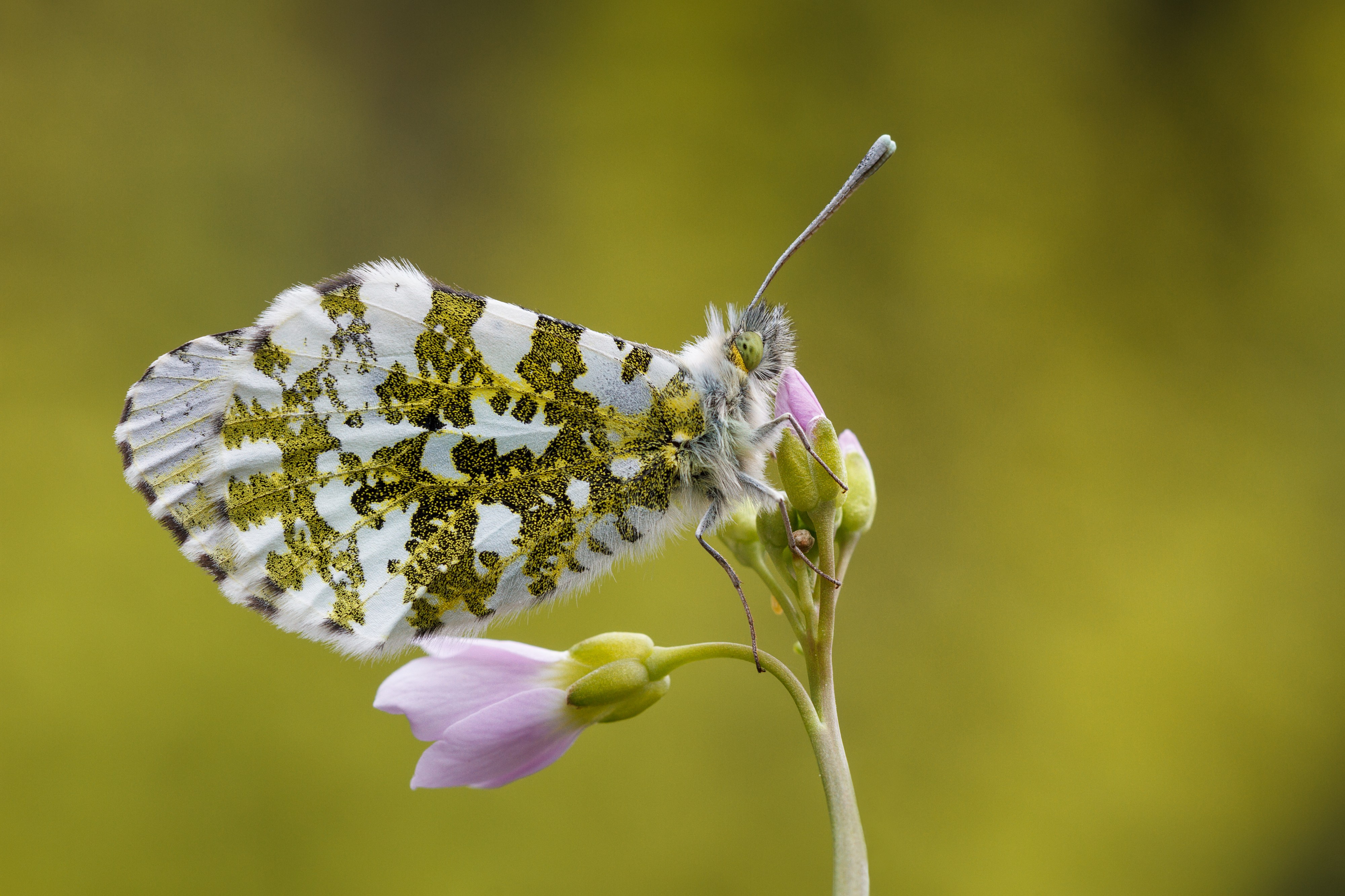 Aurorafalter (Anthocharis cardamines) 