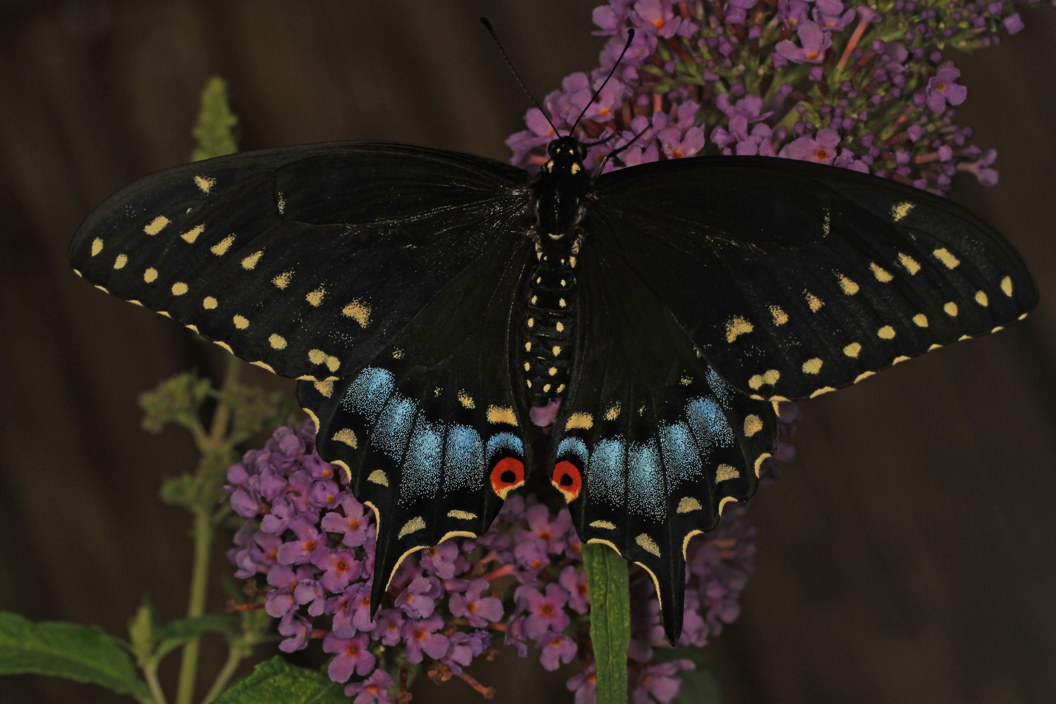 Black Swallowtail - Papilio polyxenes, Herndon, Virginia - 18784538222