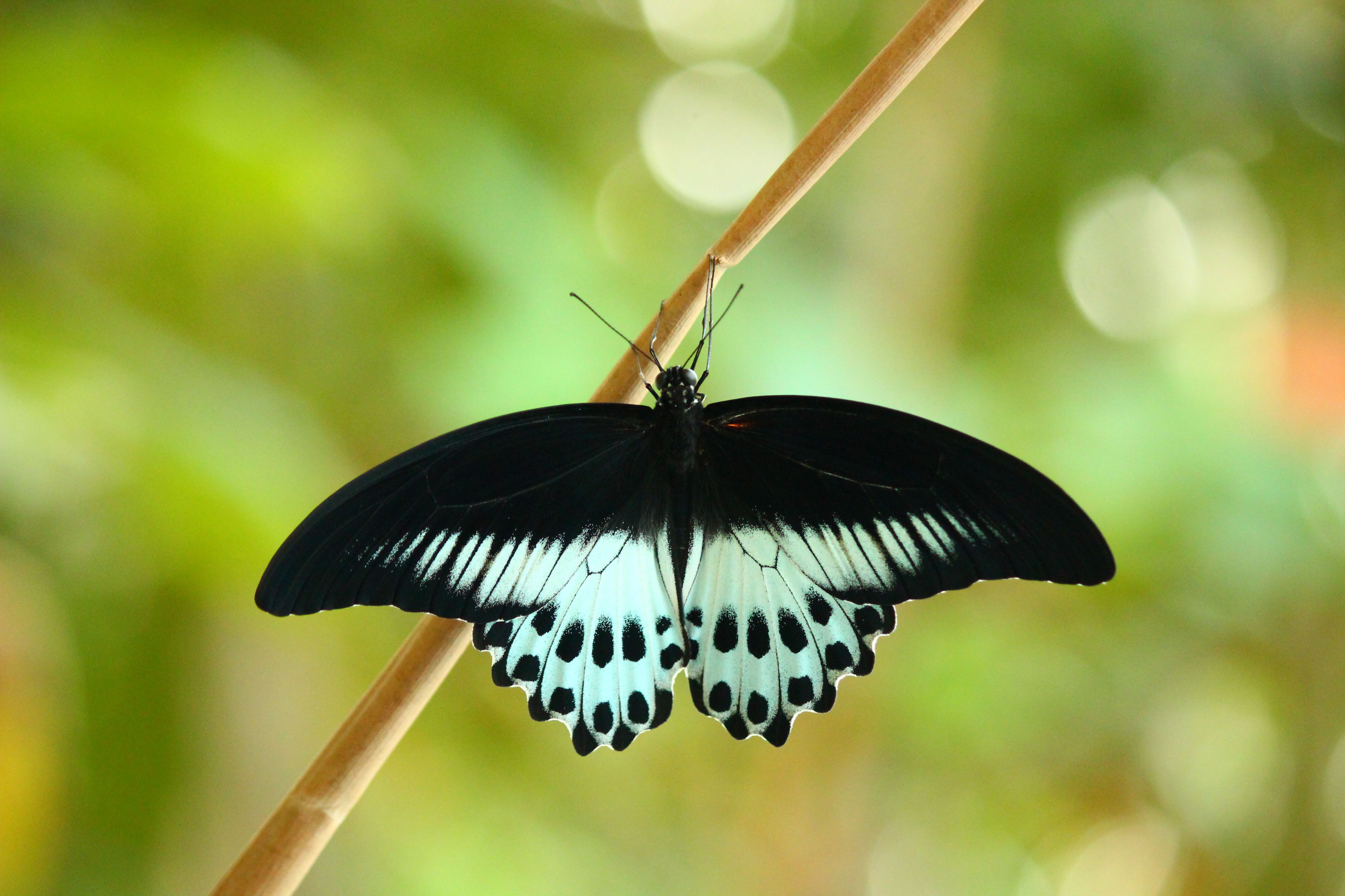 Blue Mormon (Papilio polymnestor) 027 Butterfly (2016.12.18)