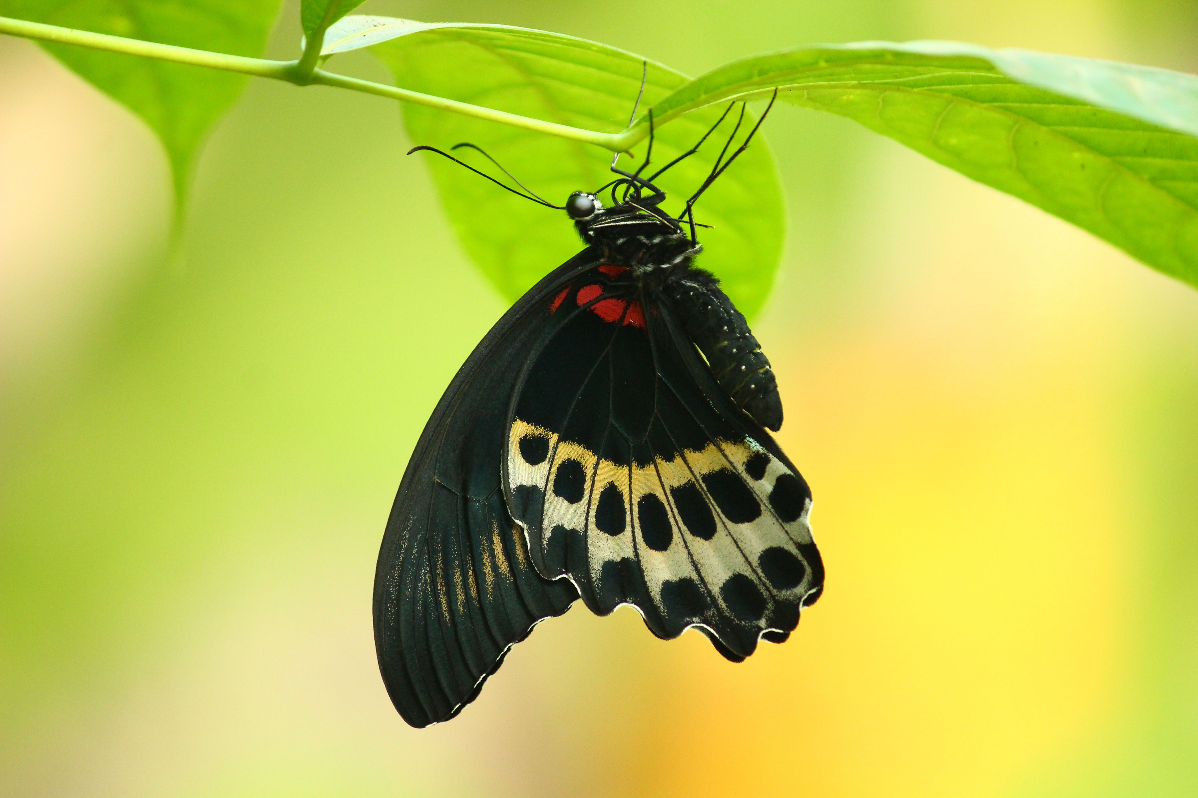 Blue Mormon (Papilio polymnestor) 030 Butterfly (2016.12.18)