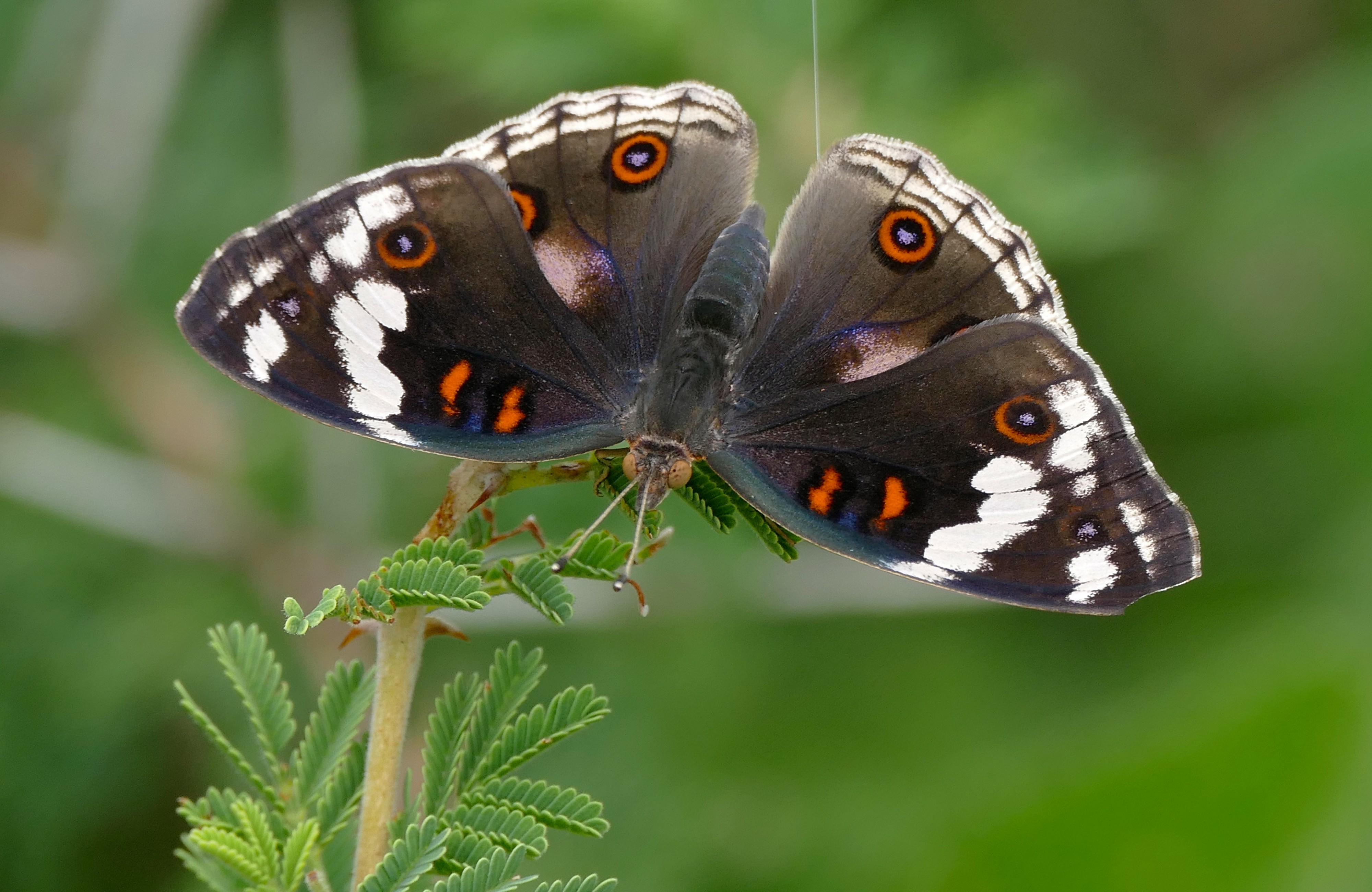 Blue Pansy (Junonia oenone) female (17126411327)