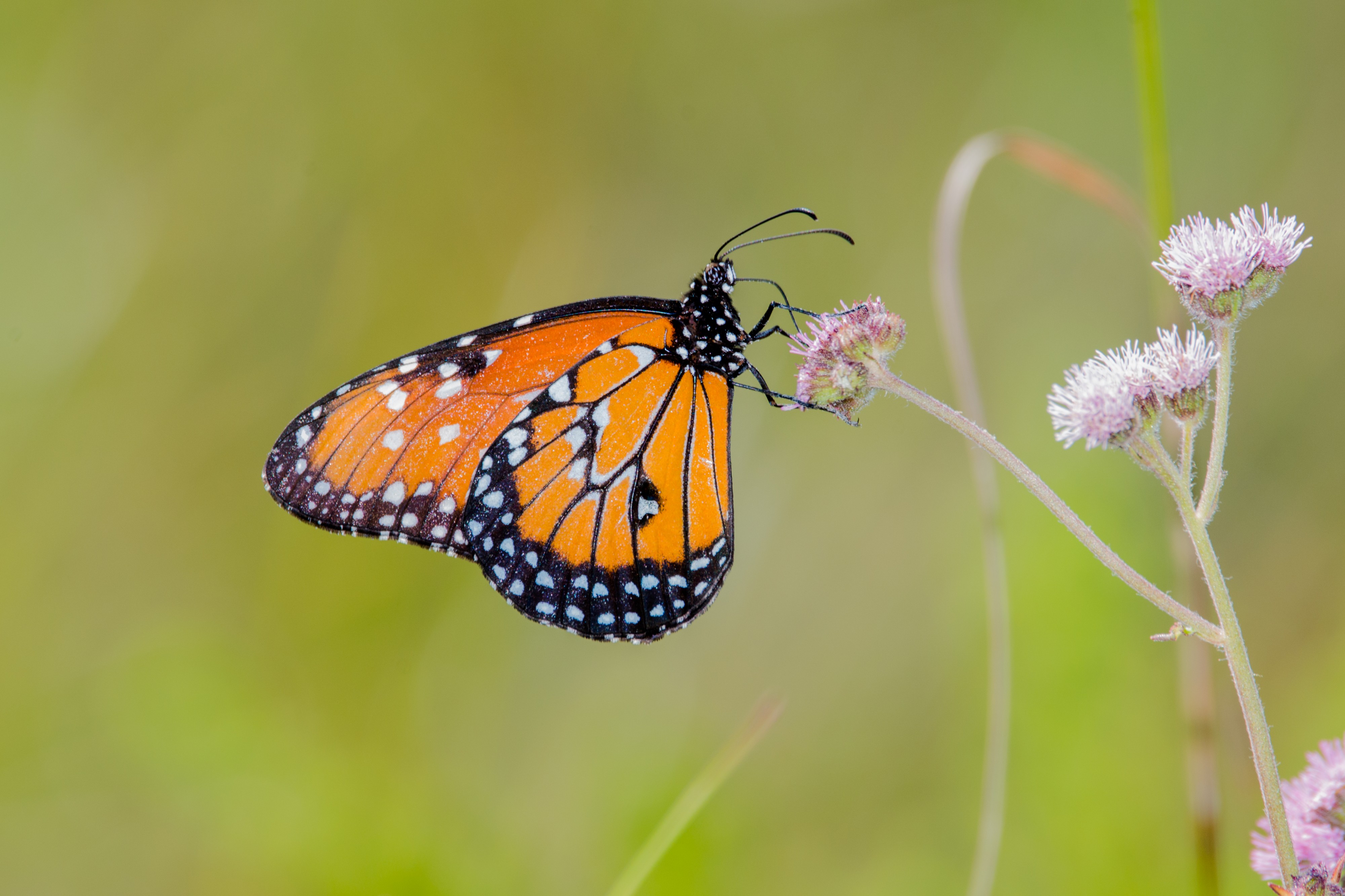 Borboleta monarca