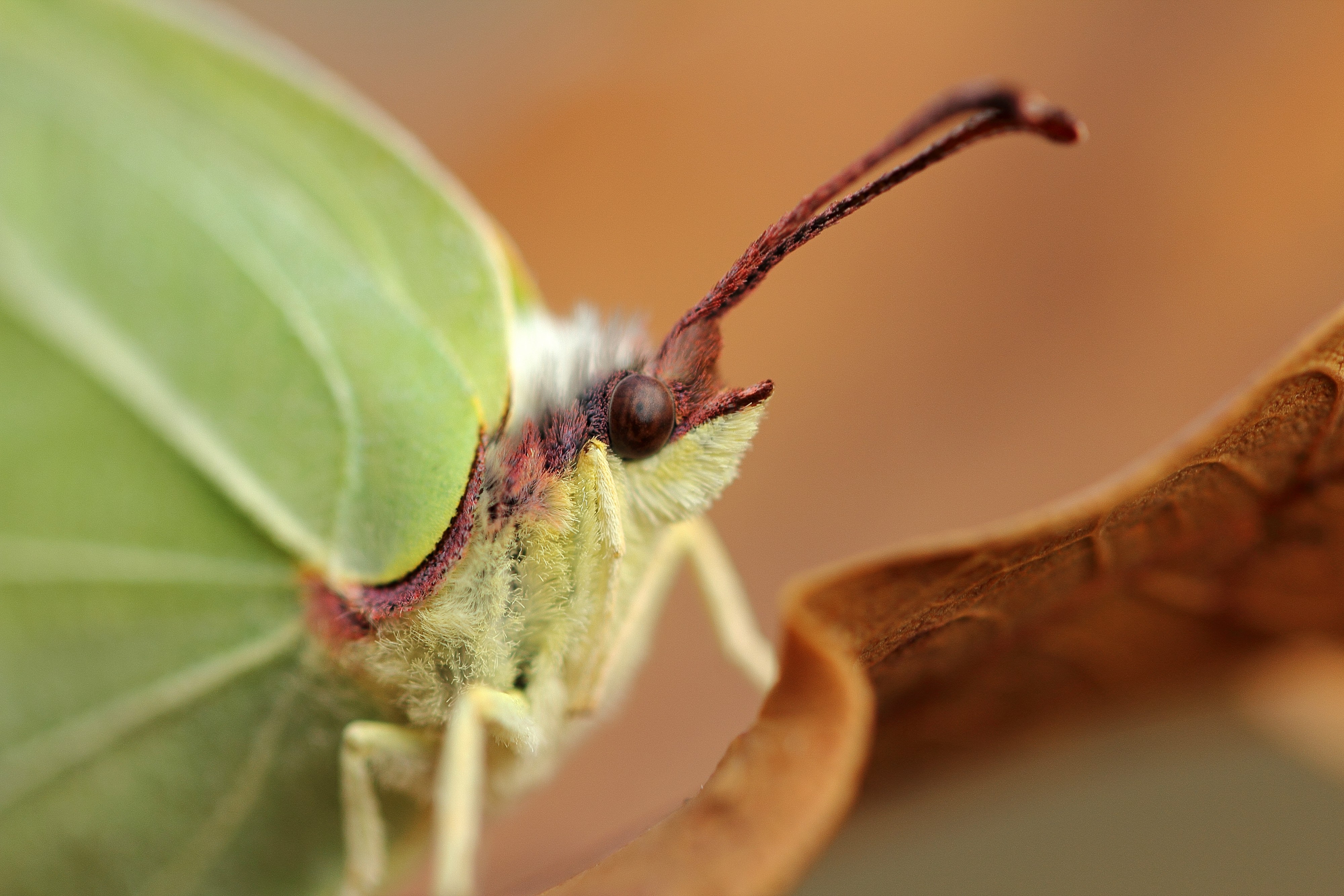 Brimstone Butterfly (8109891932)