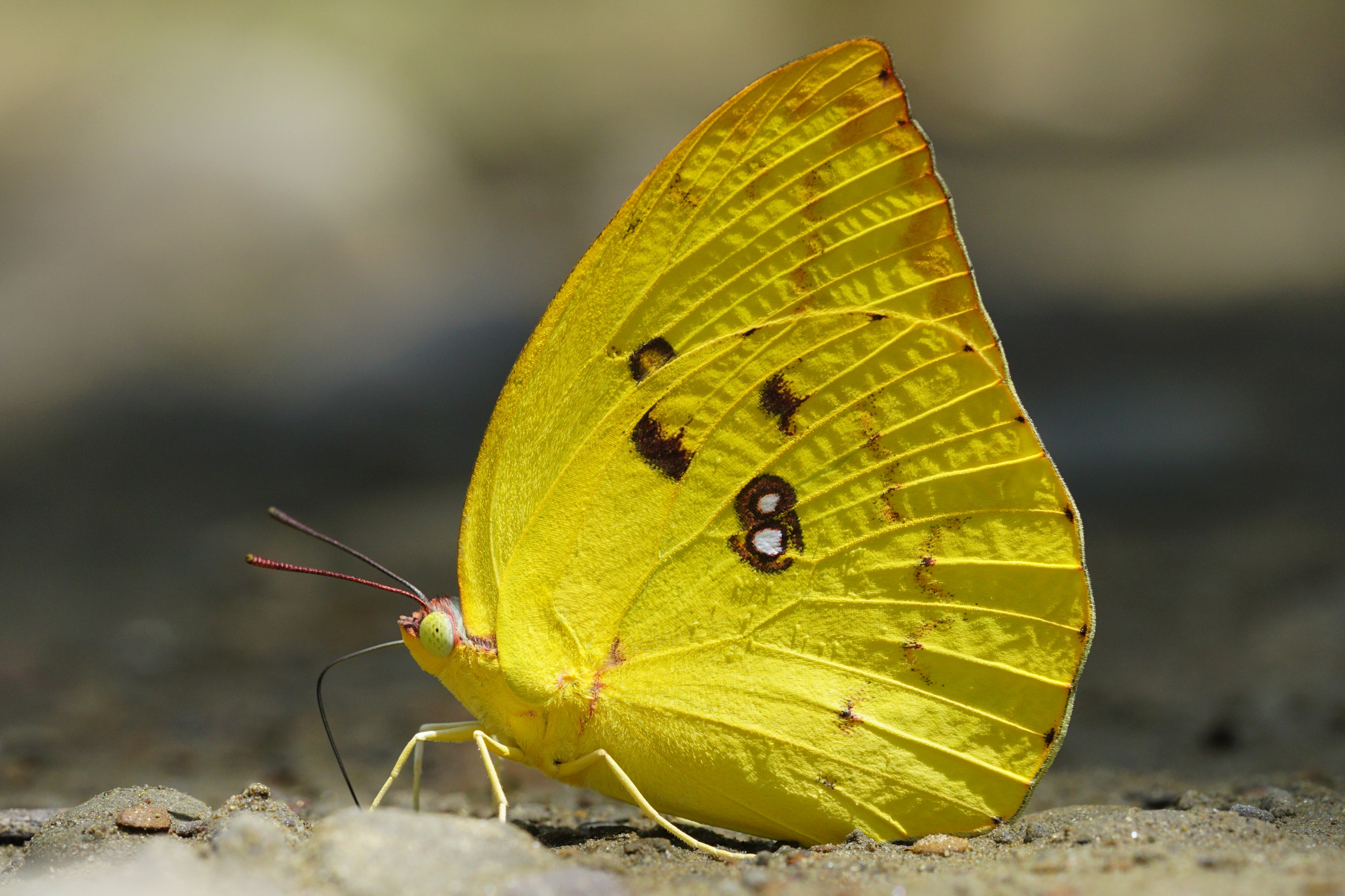 Catopsilia pomona (yellow) ventral view 20150624