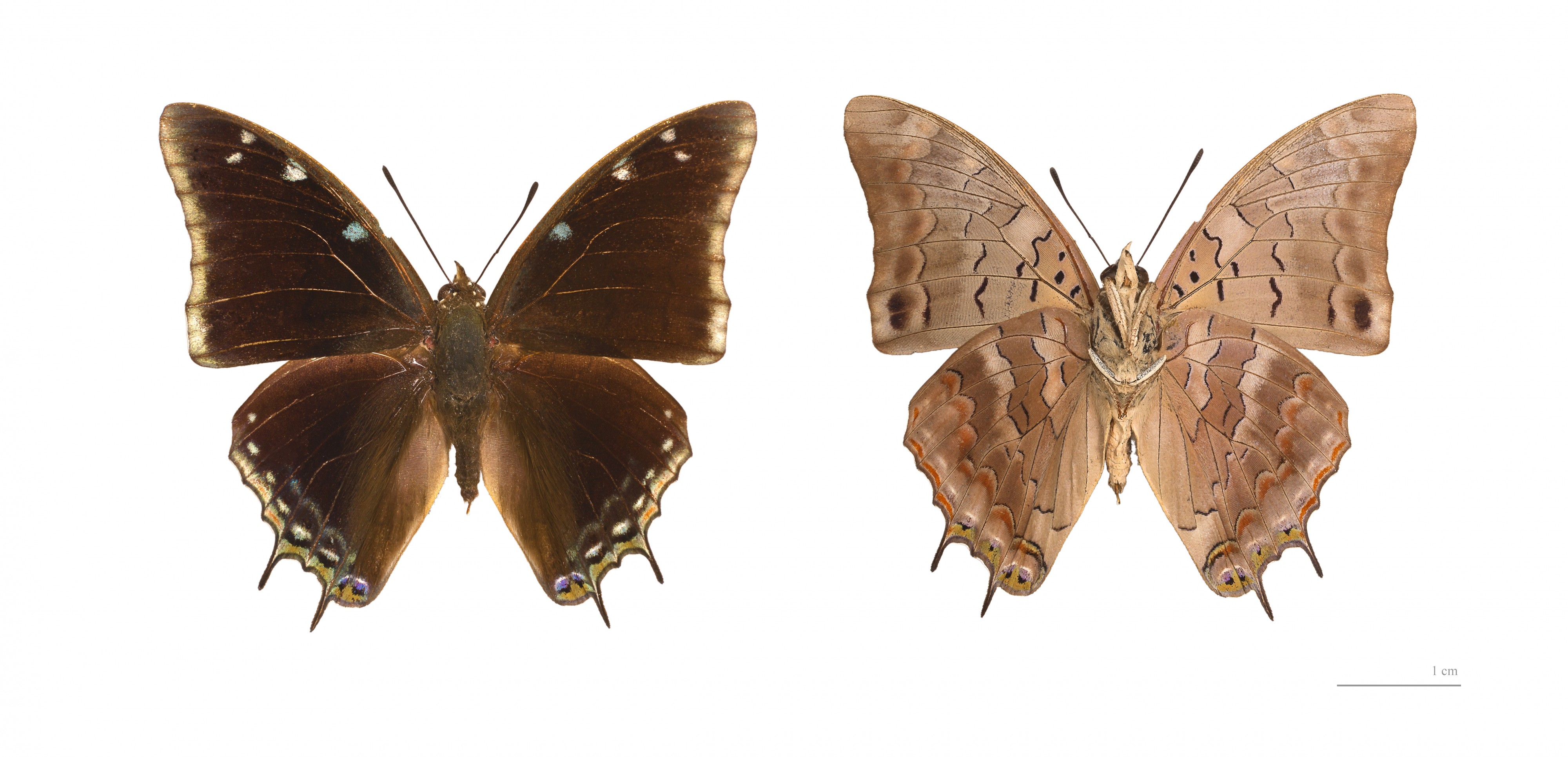 Charaxes kheili MHNT
