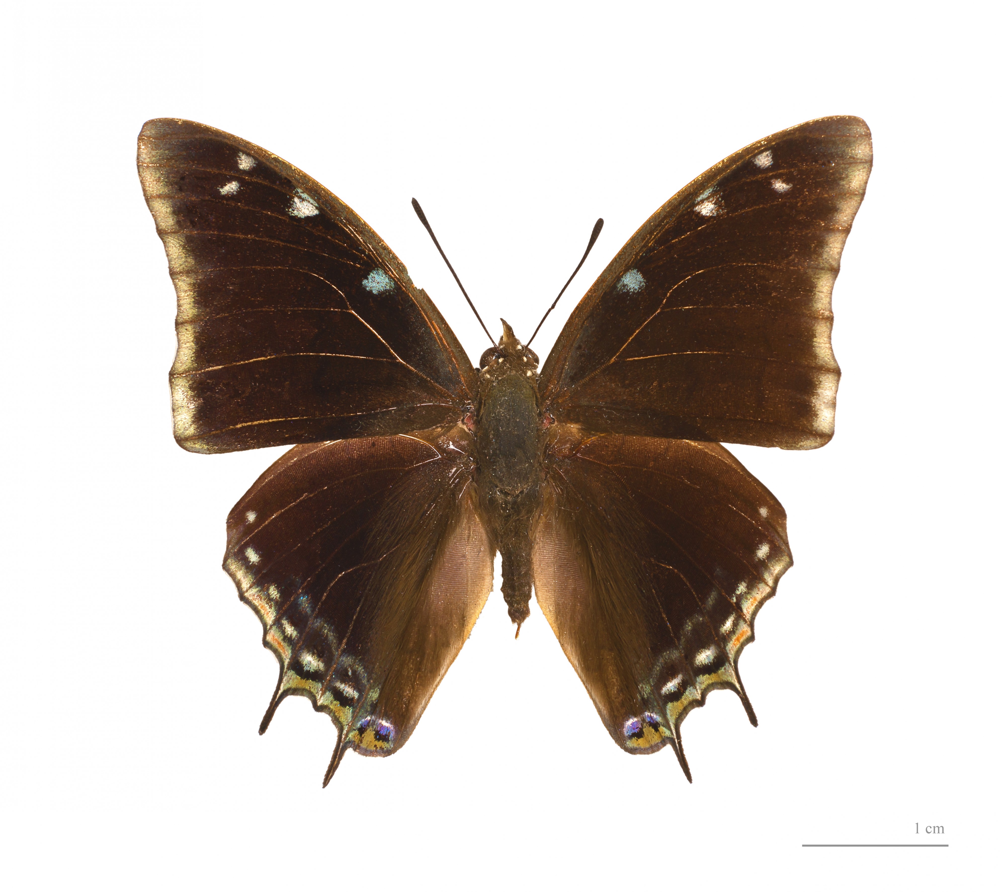 Charaxes kheili MHNT dos