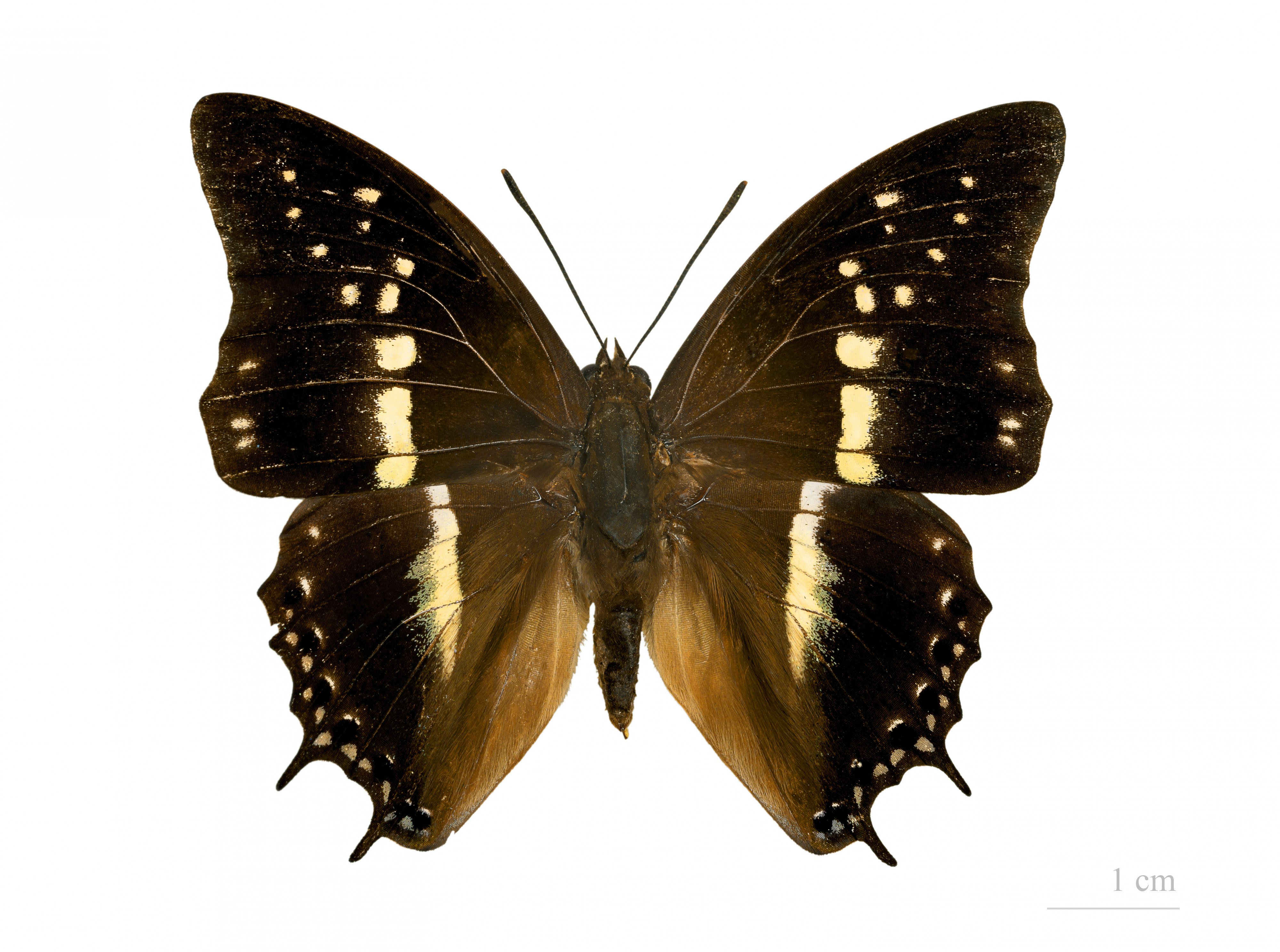 Charaxes solon jordani MHNT dos