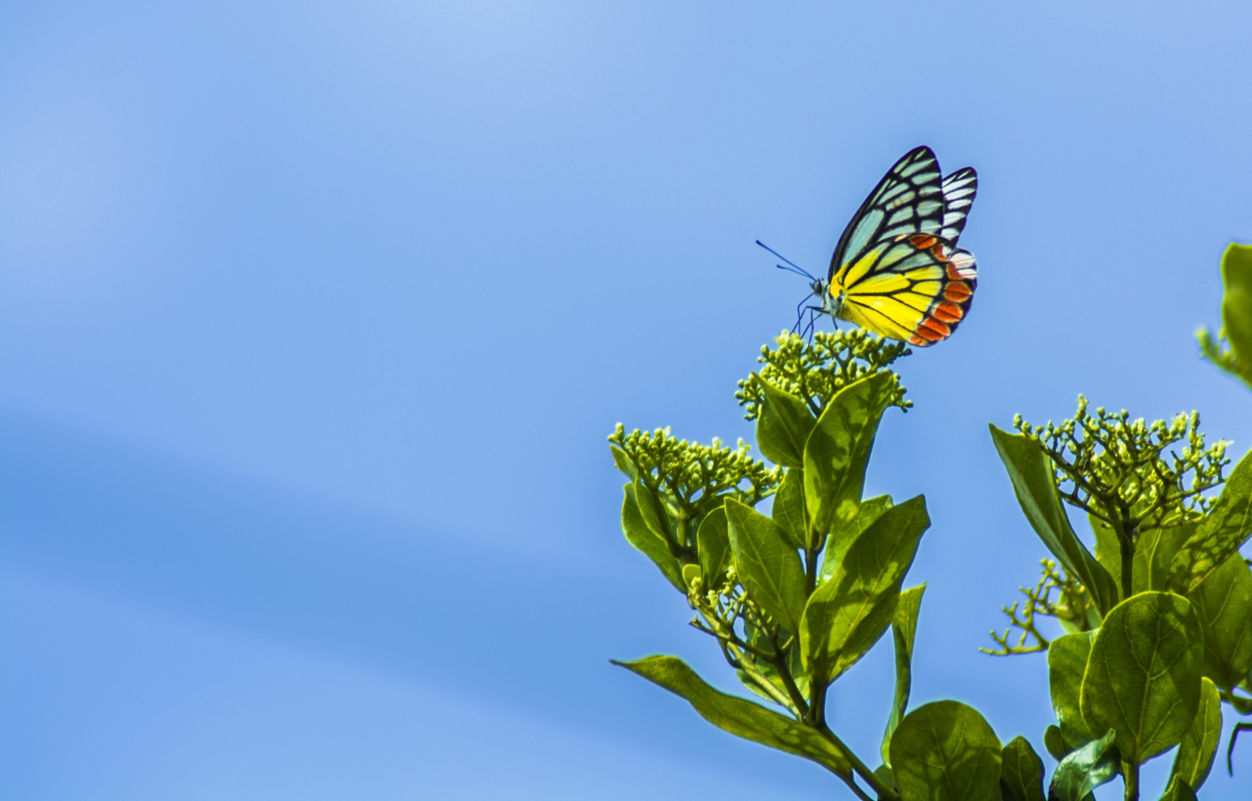 Common Jezebel at madaayippaara 10