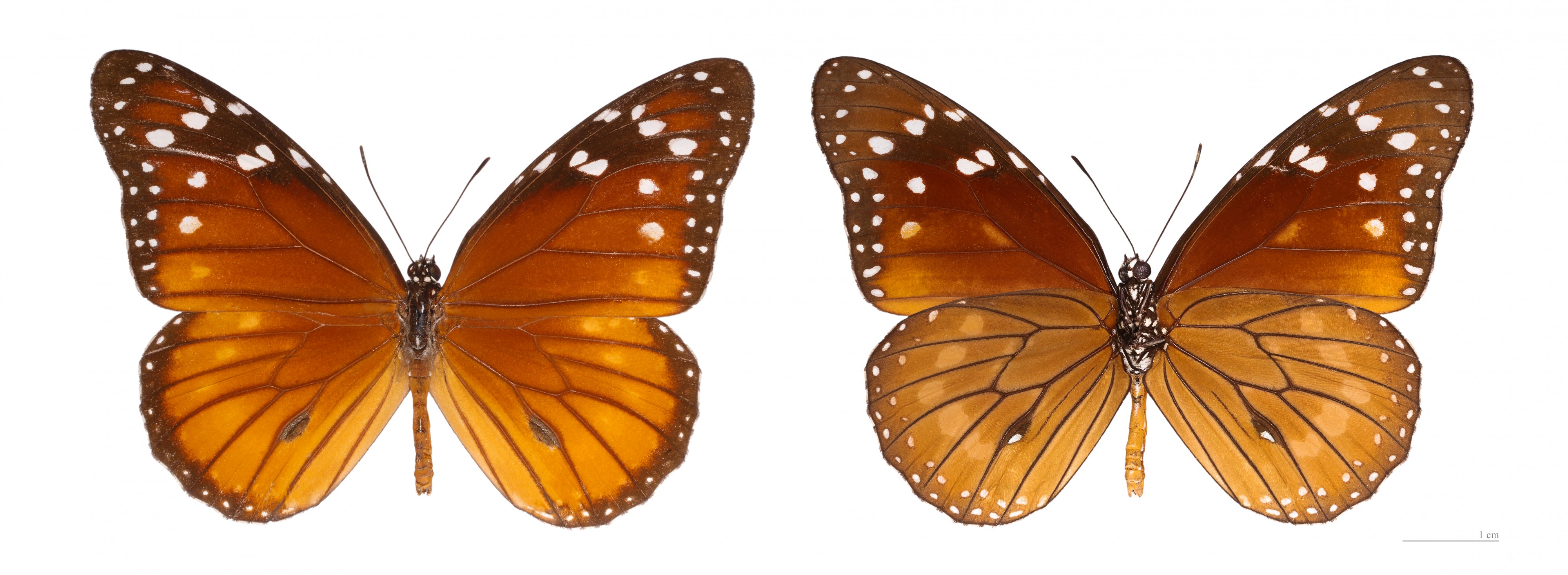 Danaus eresimus eresimus MHNT