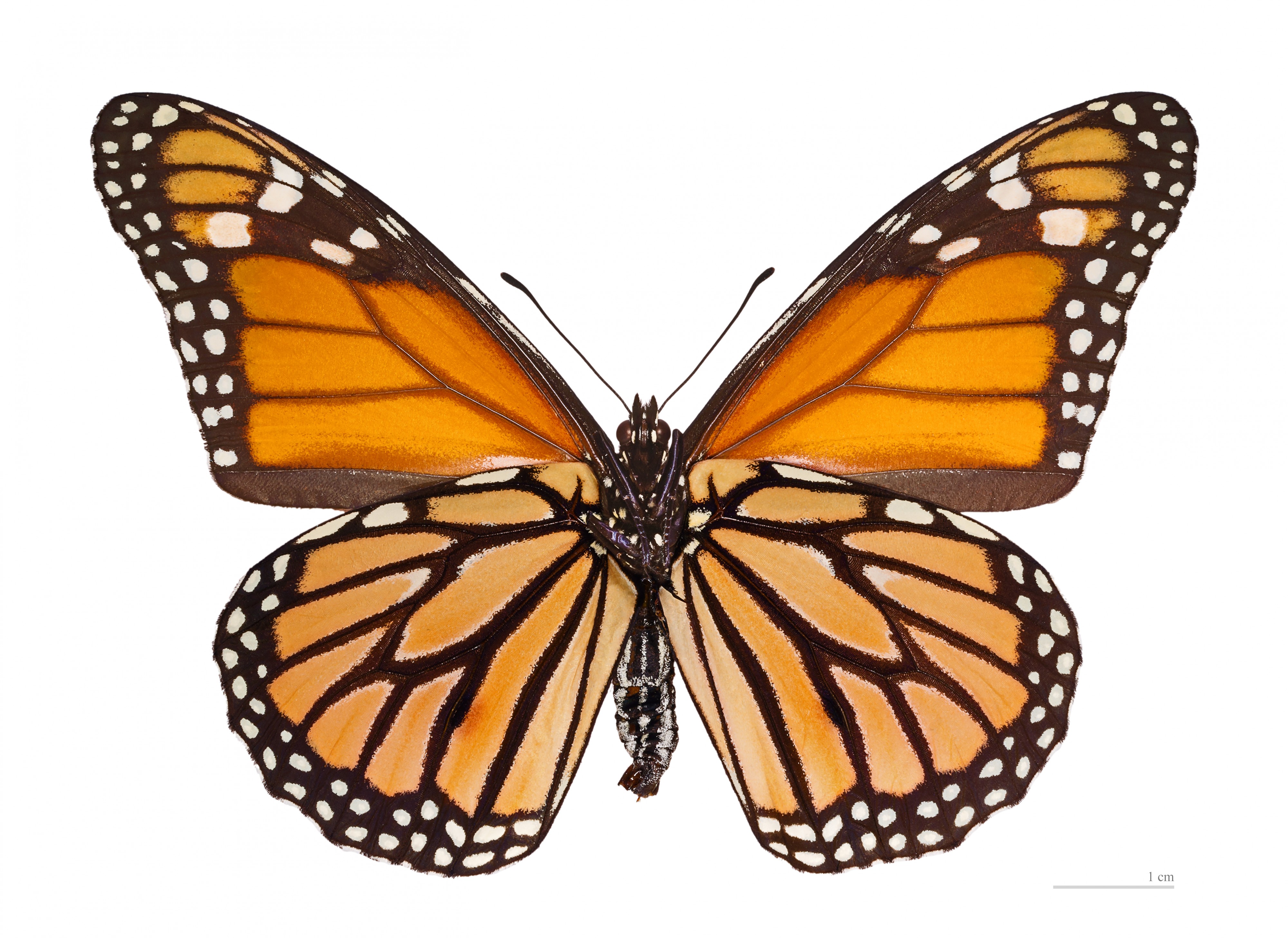 Danaus plexippus MHNT ventre