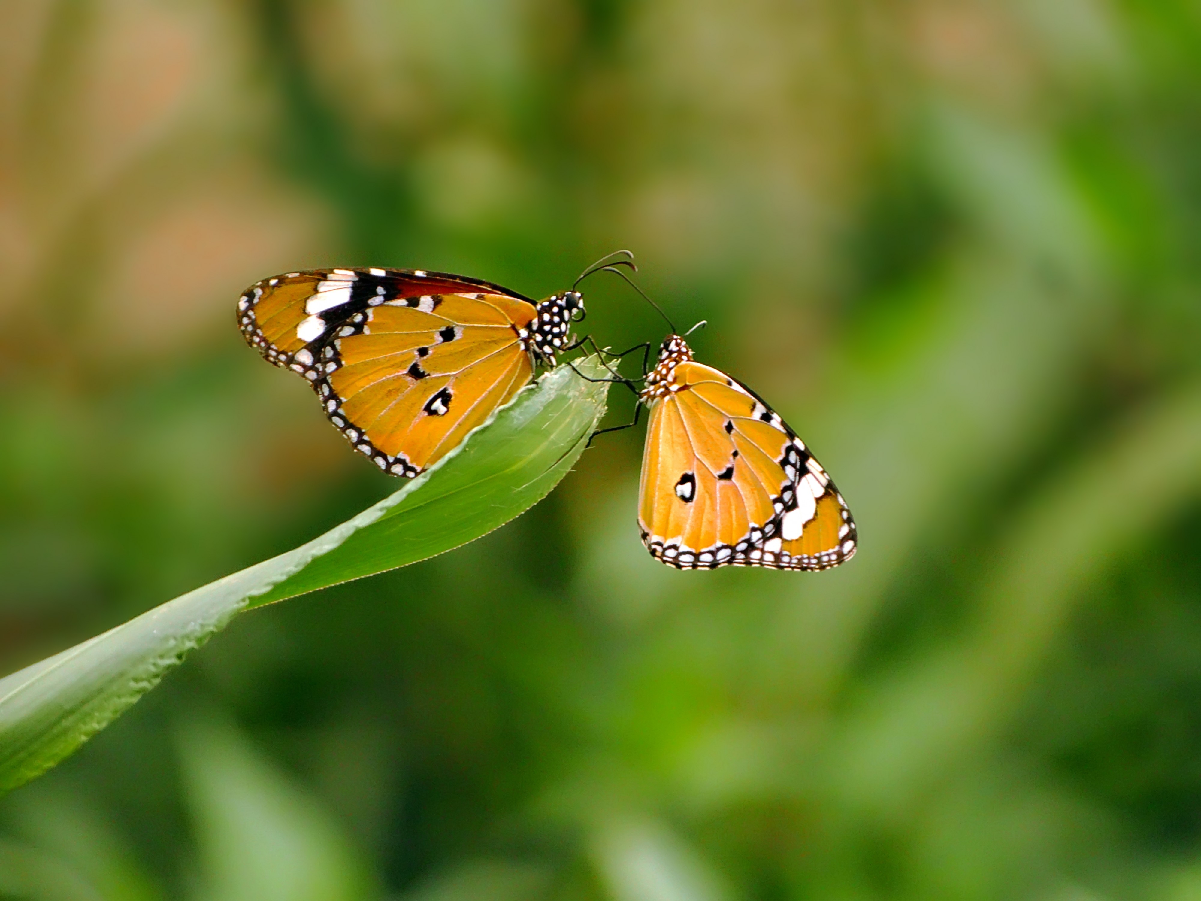 Dance OF Life