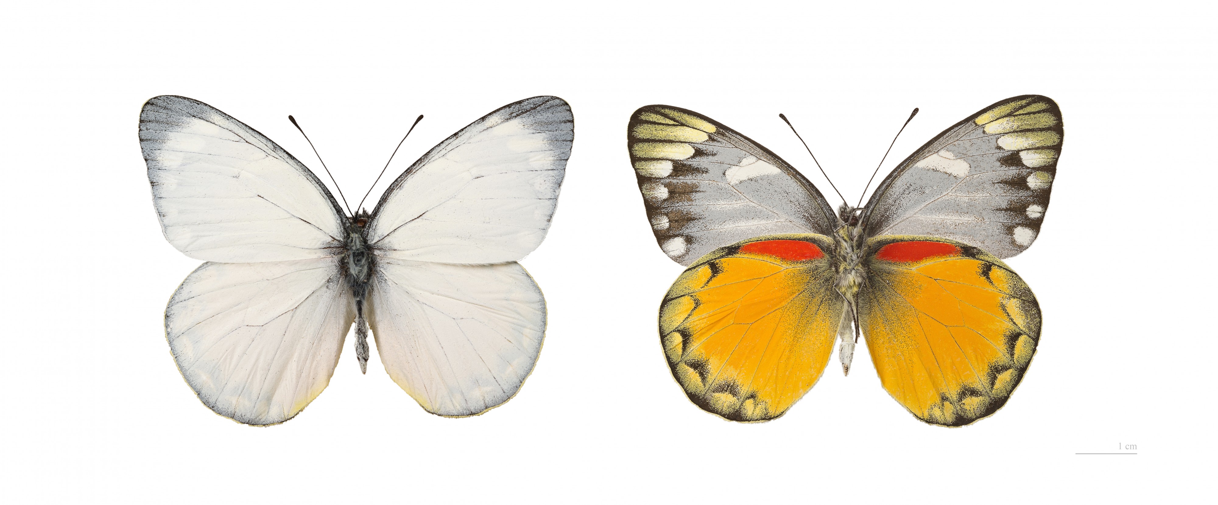 Delias descombesi MHNT