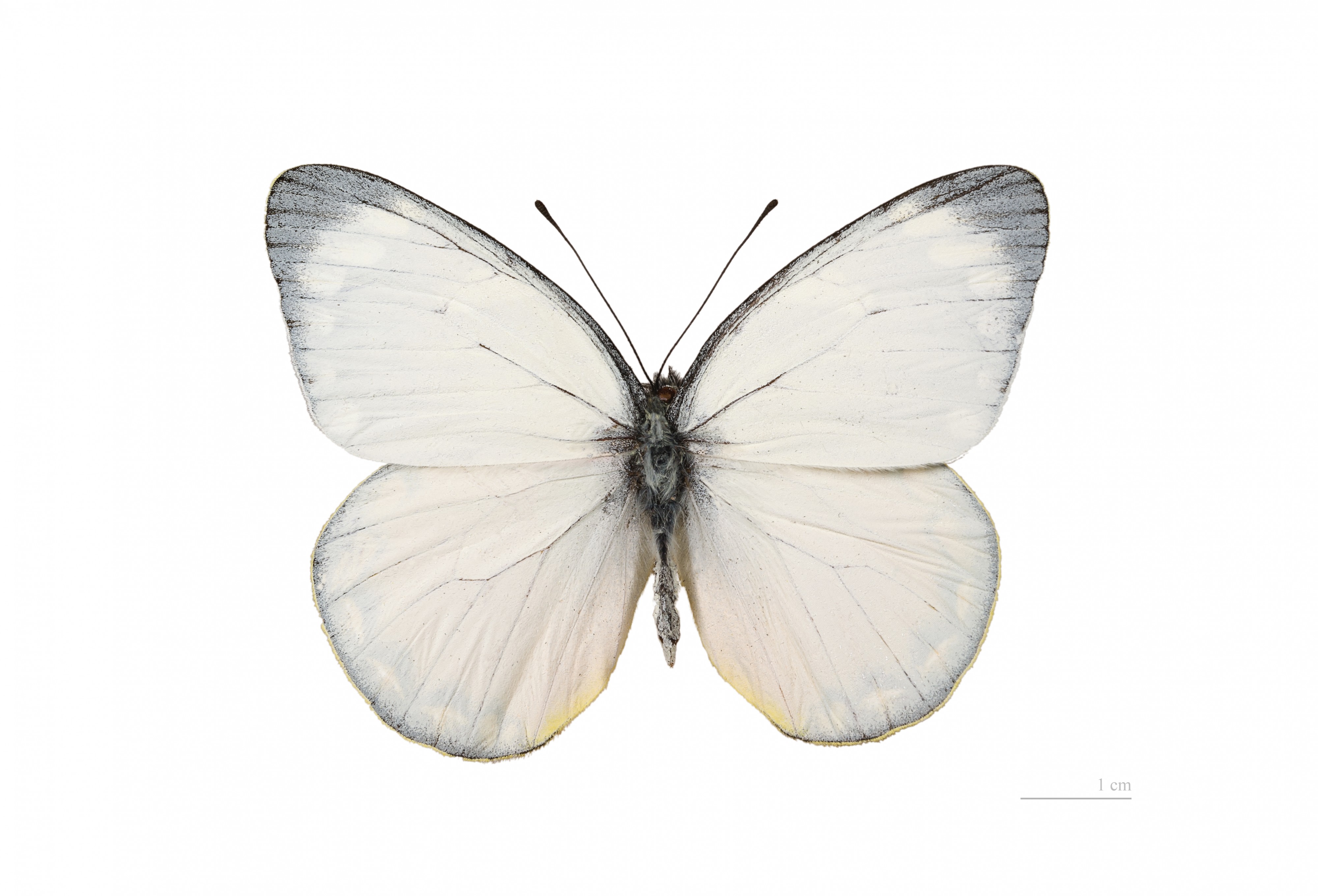 Delias descombesi MHNT (2)