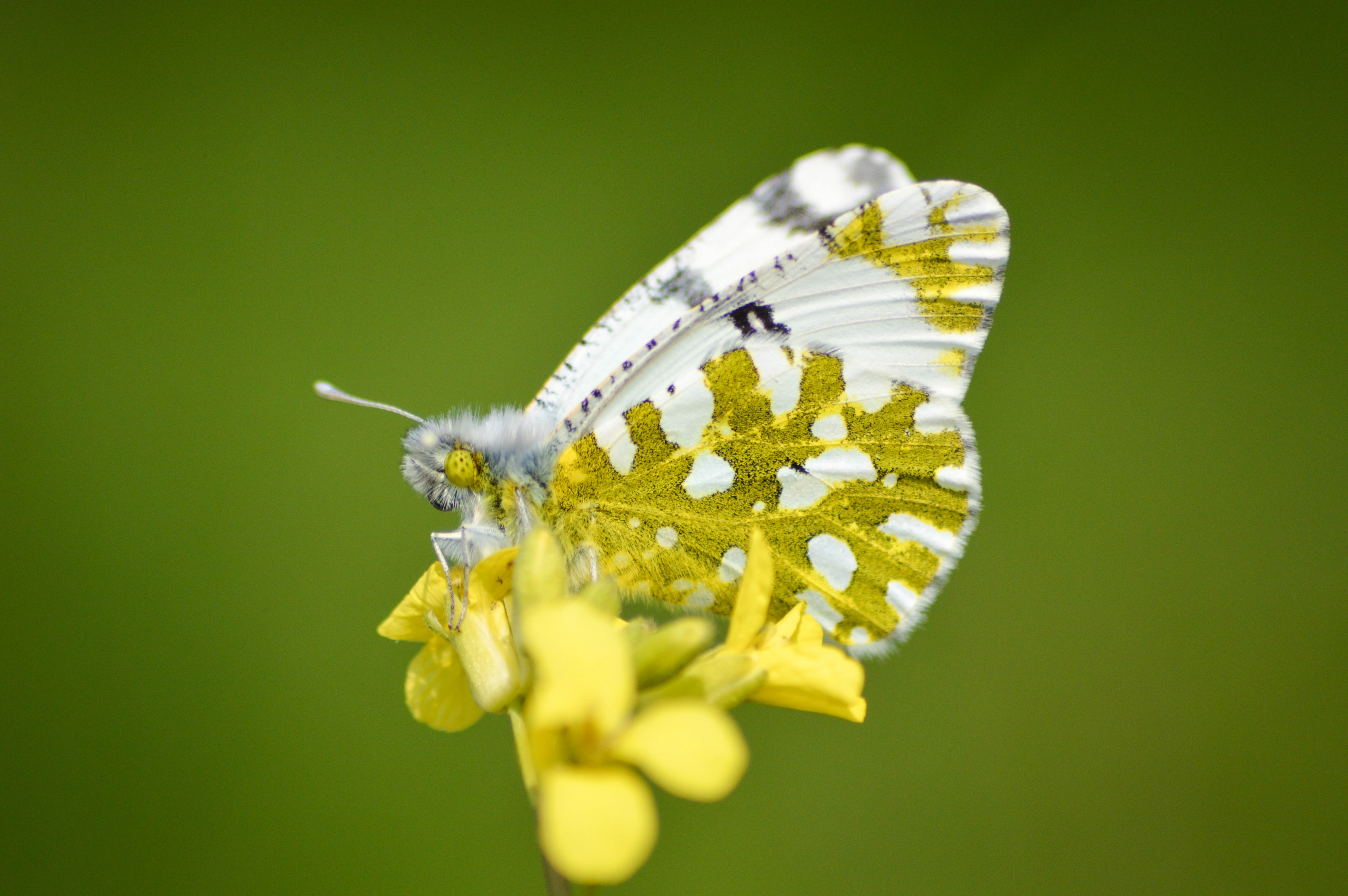 Eastern Dappled White (Euchloe ausonia)