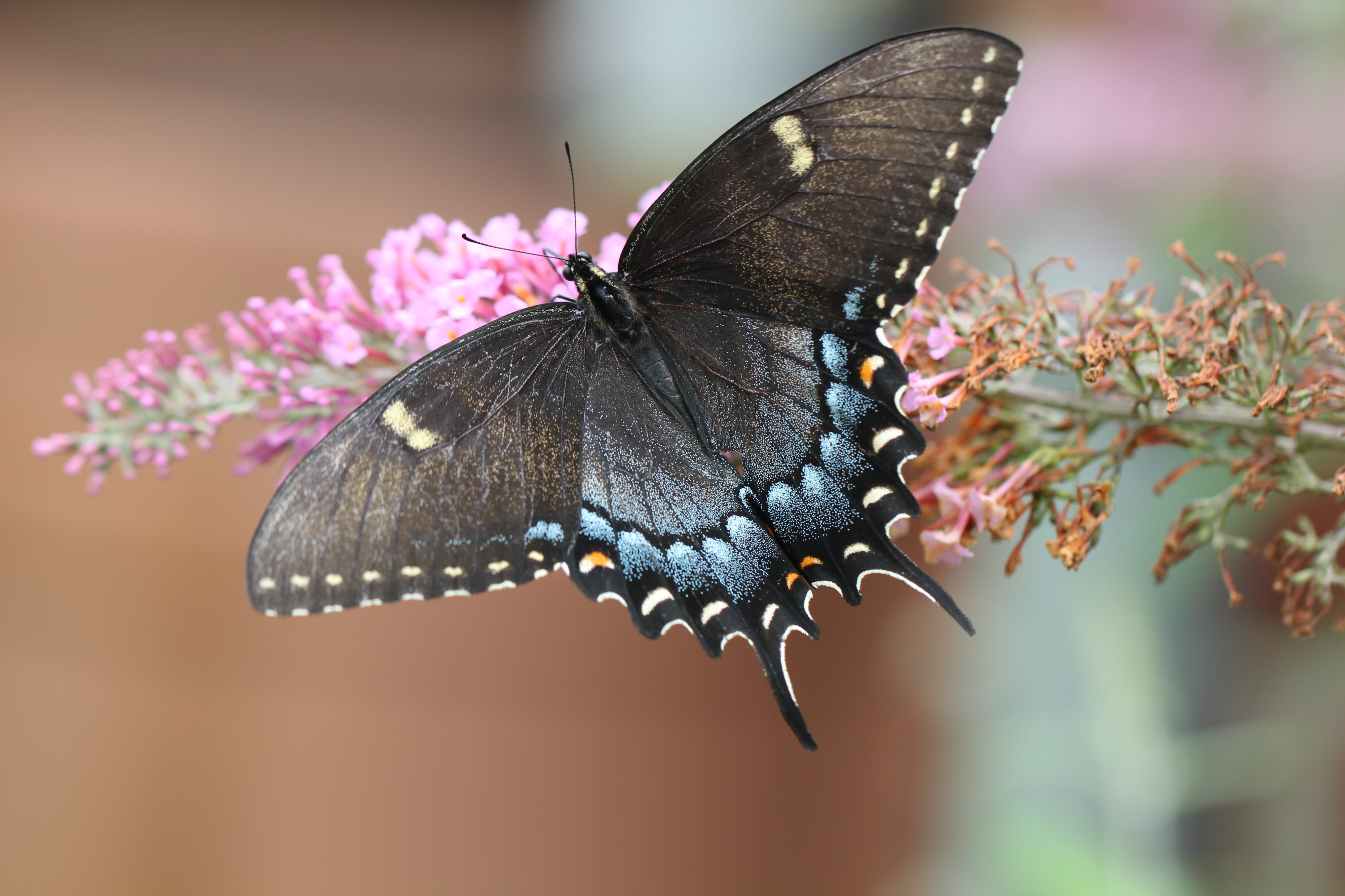 Eastern Tiger Swallowtail (female)