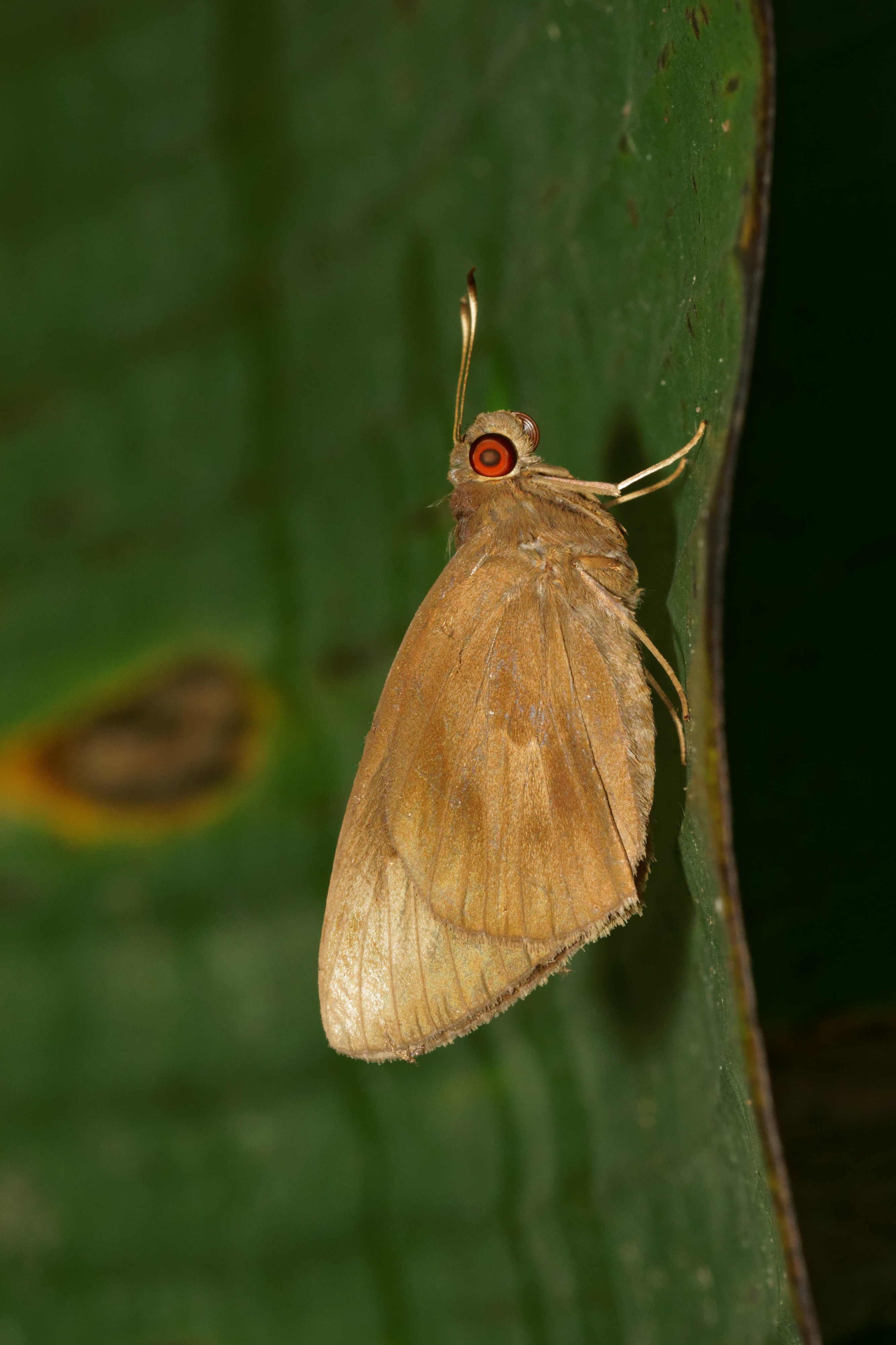 Erionota torus-Kadavoor-2016-06-10-001