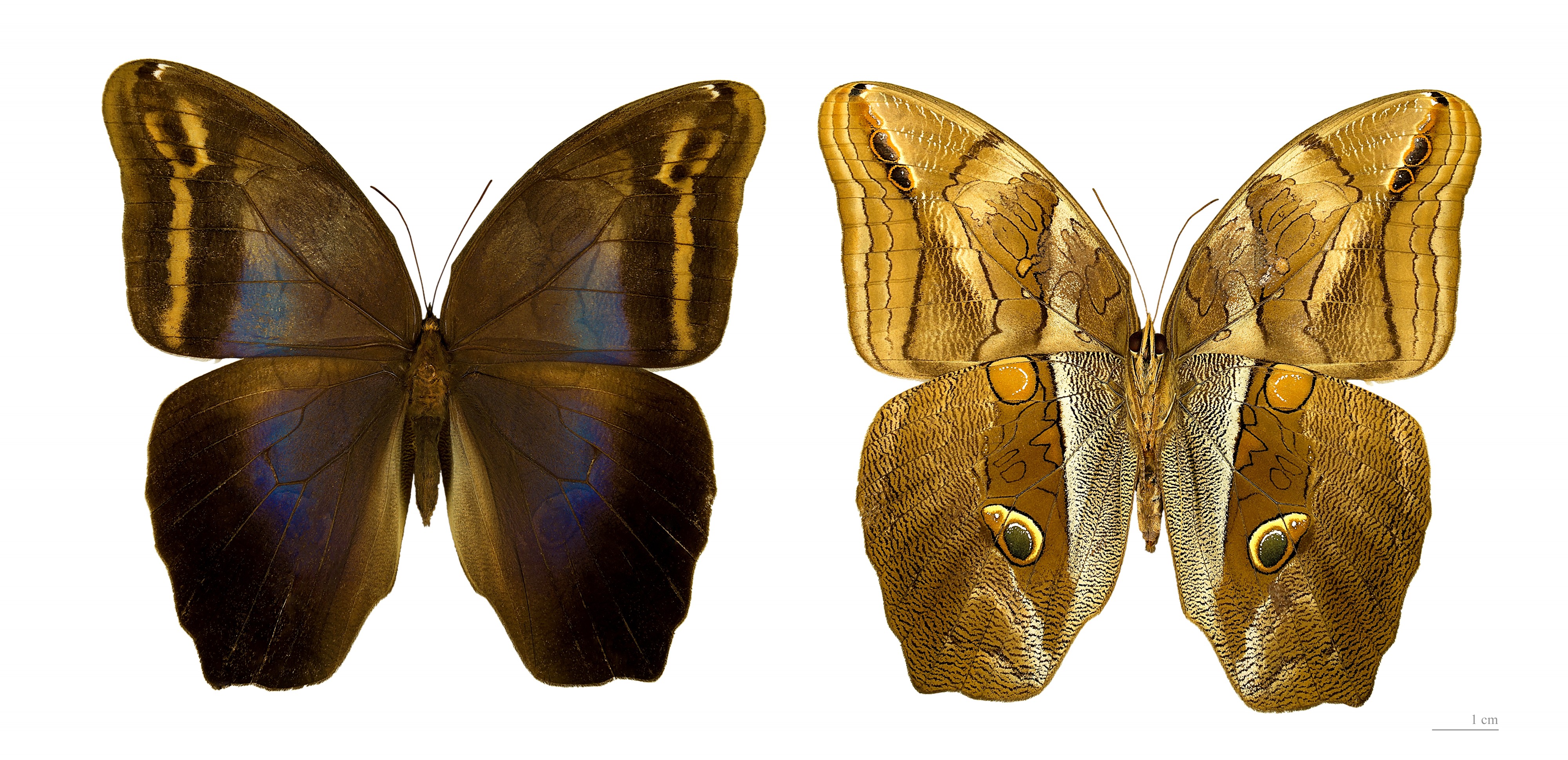 Eryphanis automedon MHNT femelle