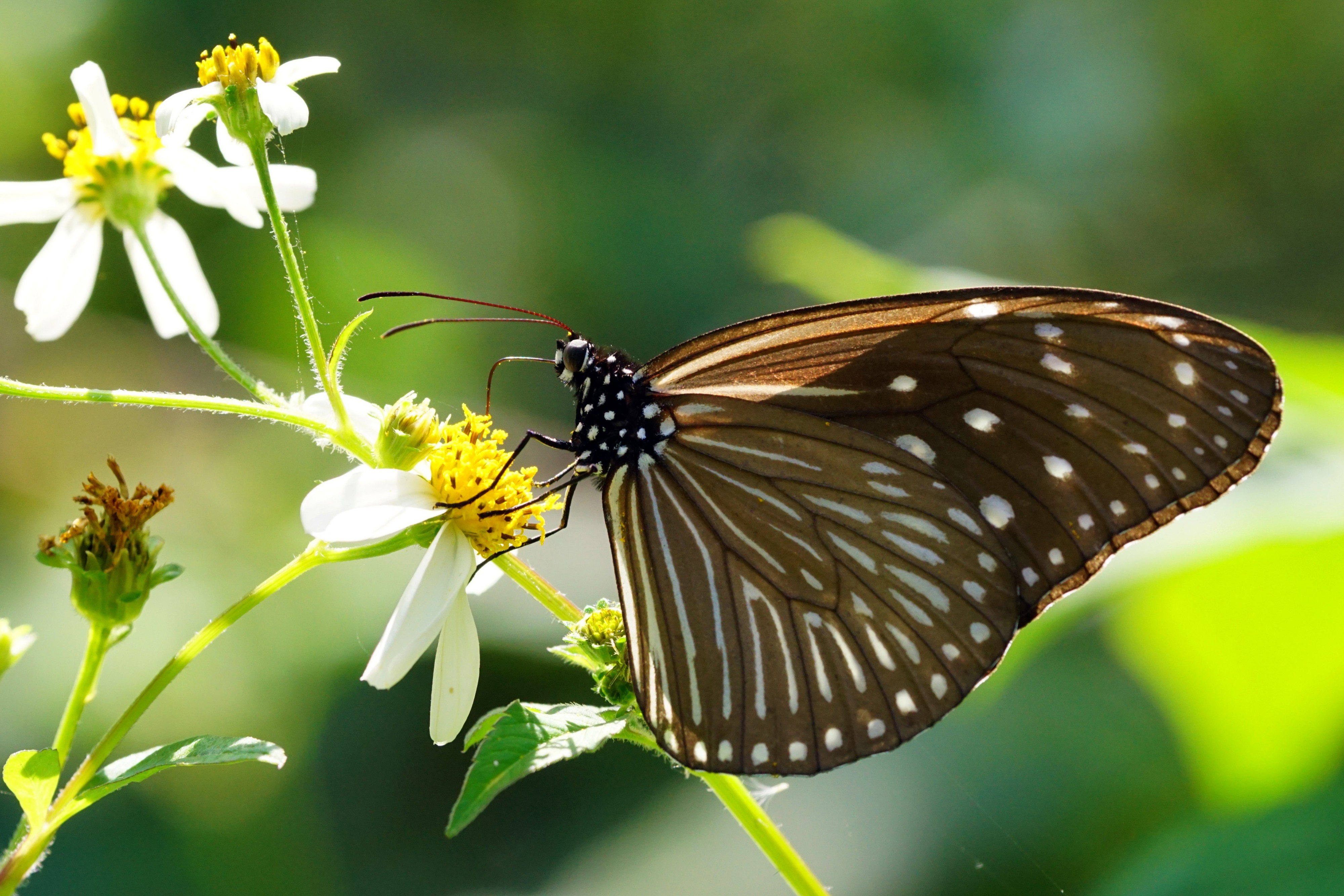 Euploea mulciber barsine female ventral view 20150124