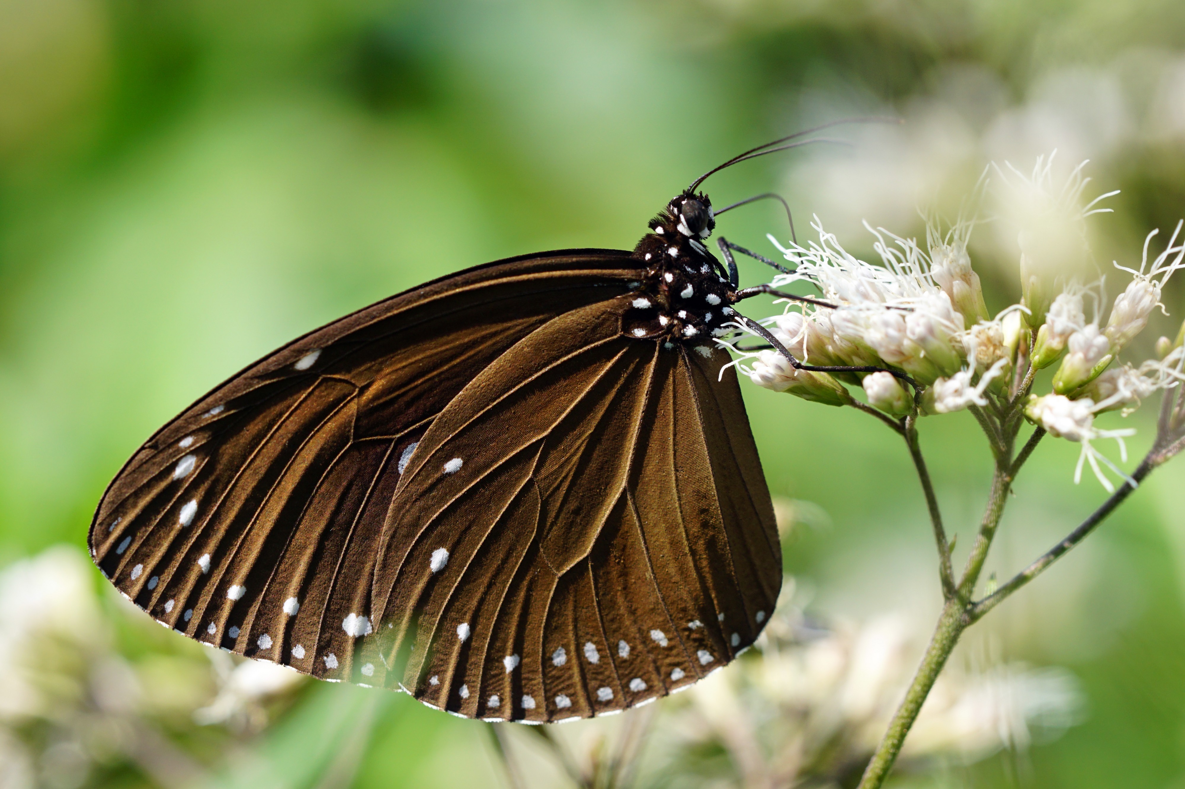 Euploea tulliolus koxinga ventral view 20150202
