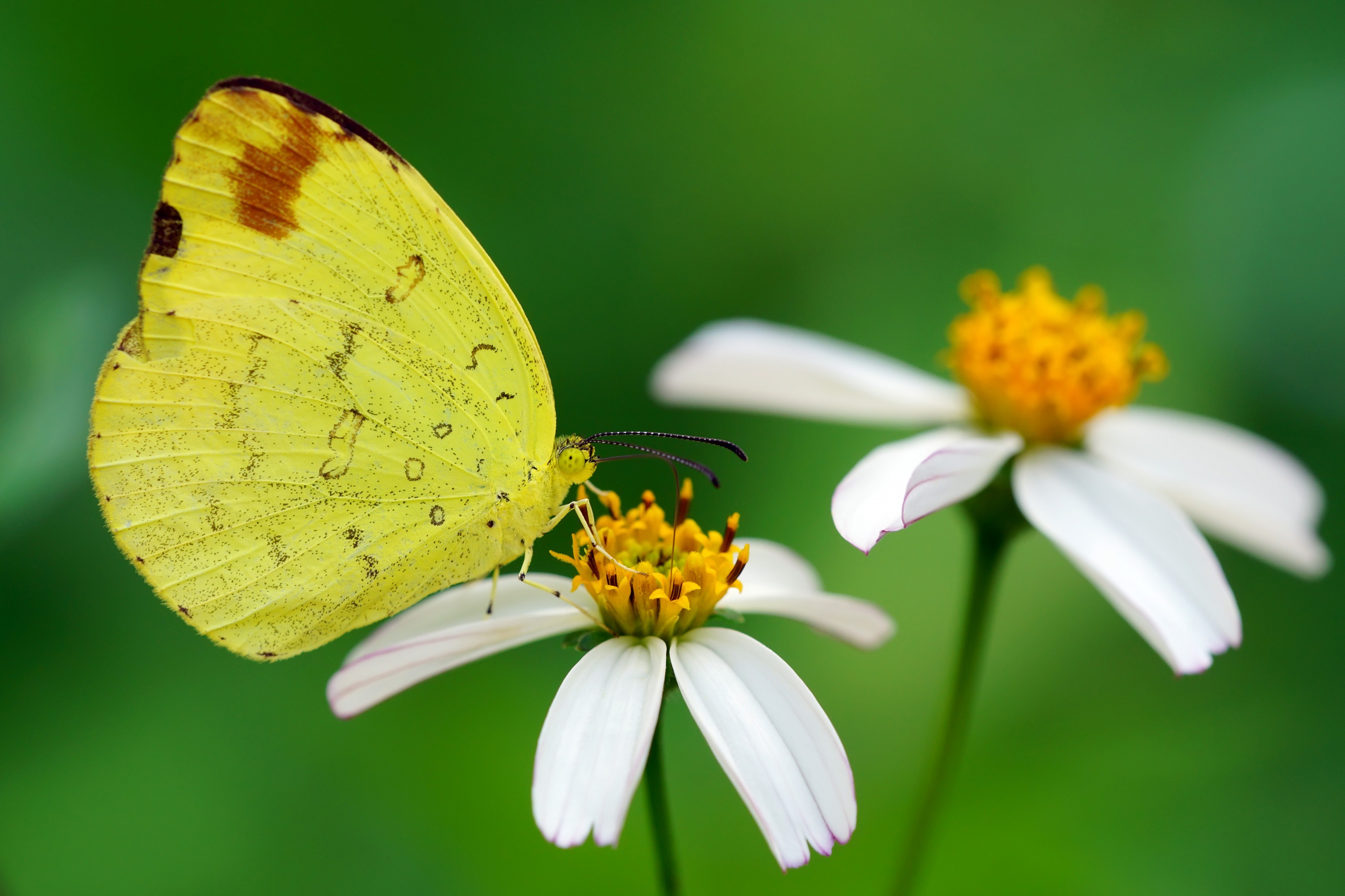 Eurema alitha esakii 20140129