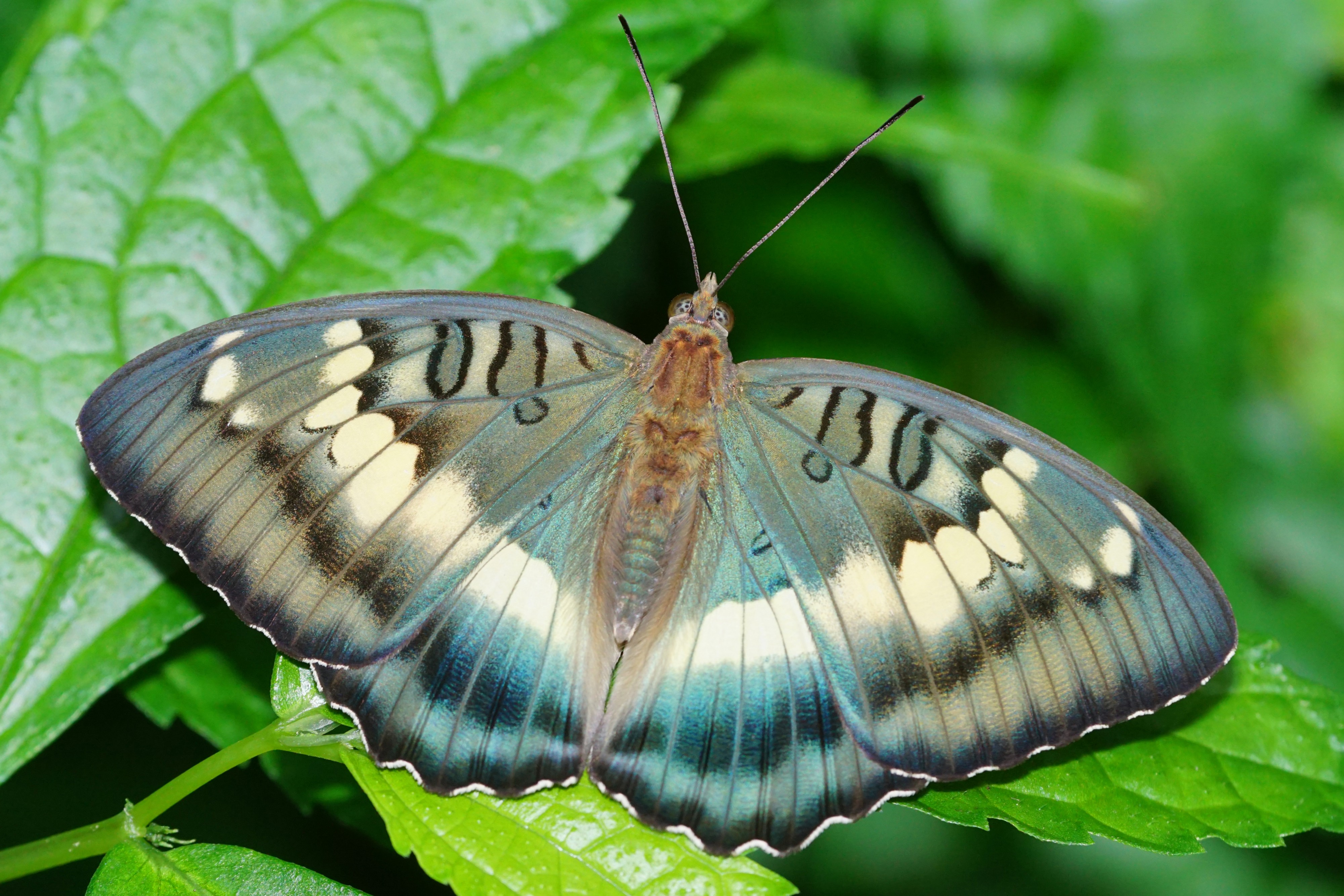 Euthalia formosana 20160619