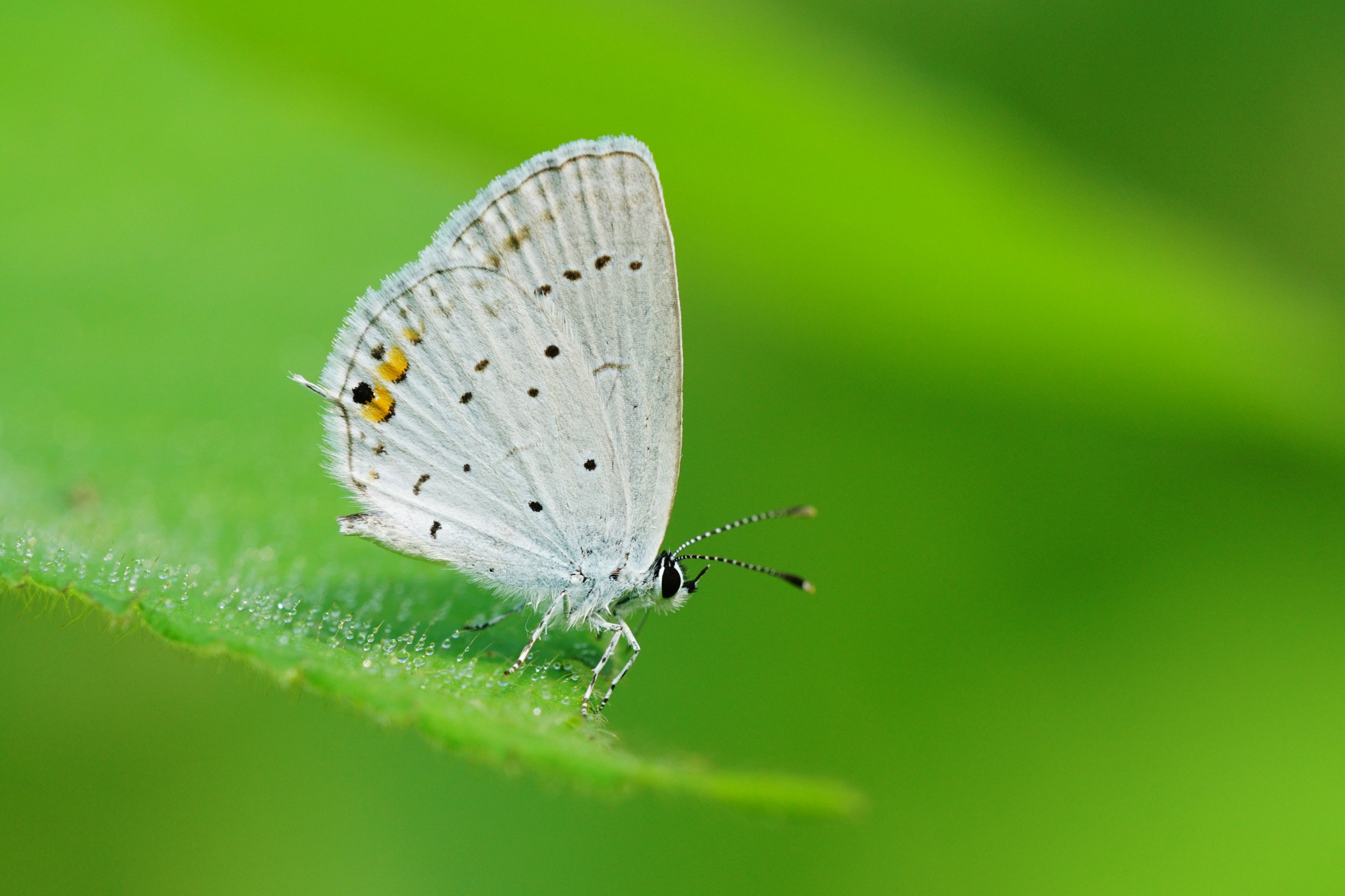 Everes argiades hellotia 20150926