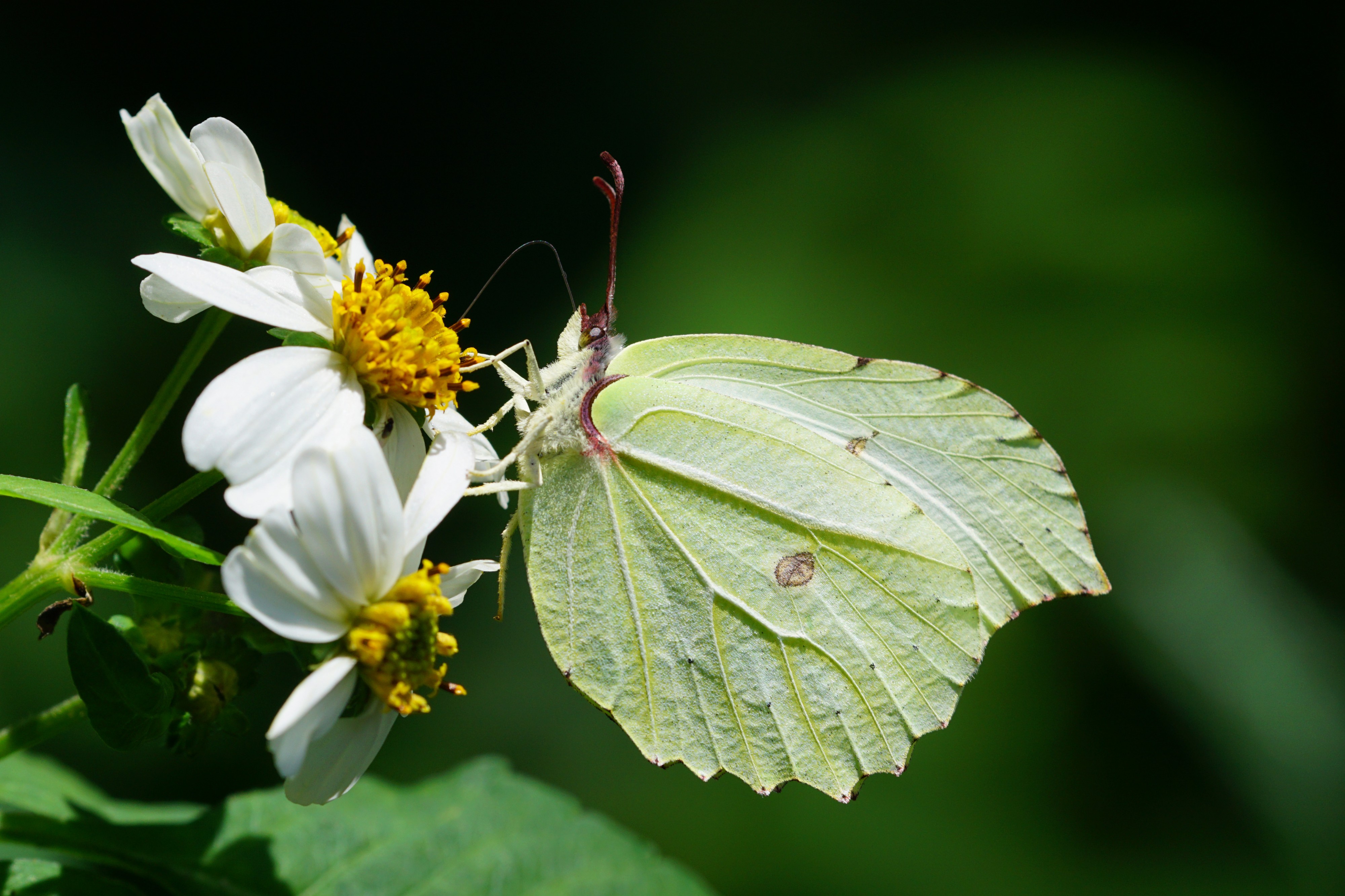 Gonepteryx taiwana