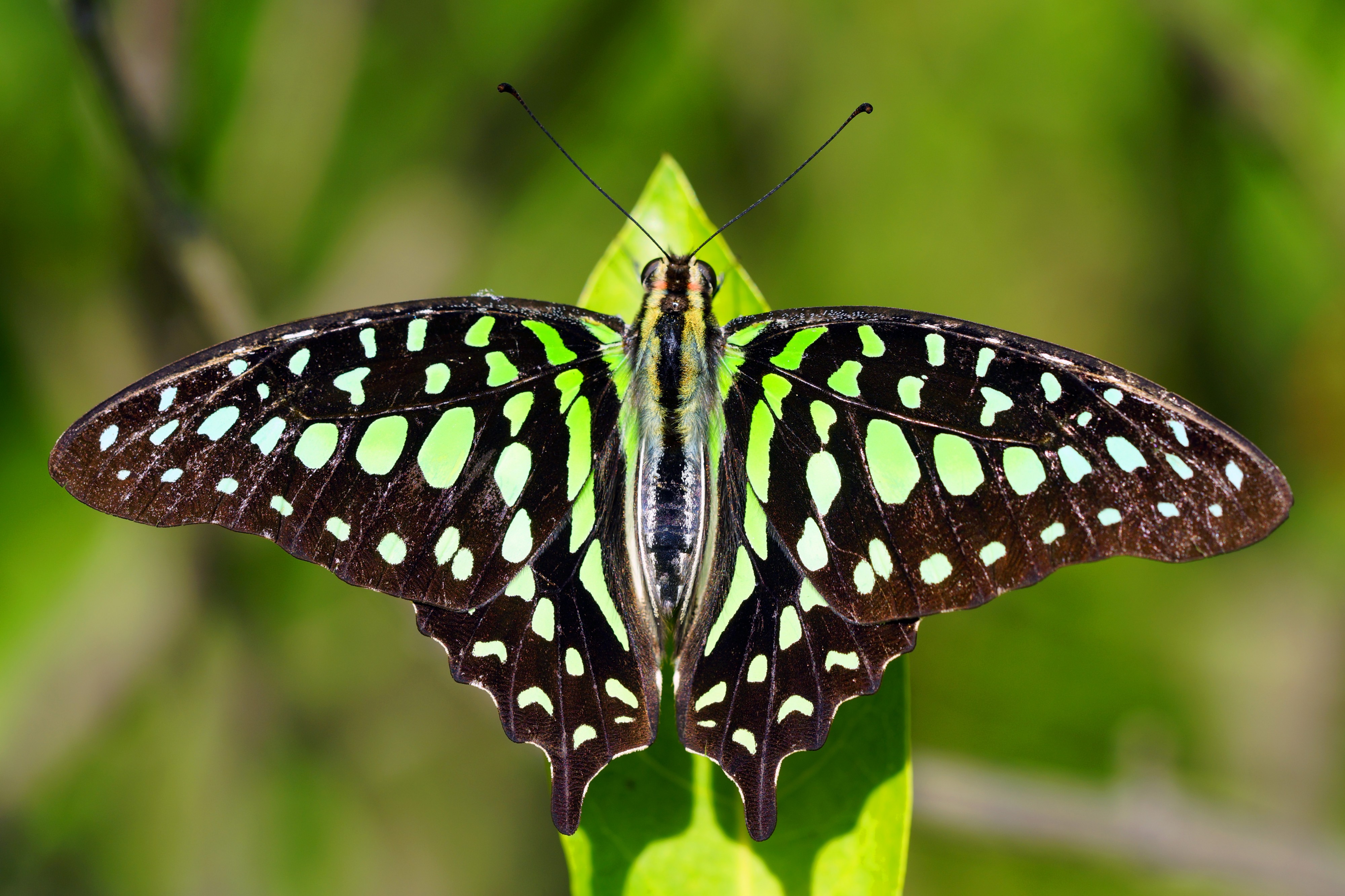 Graphium agamemnon 20131222
