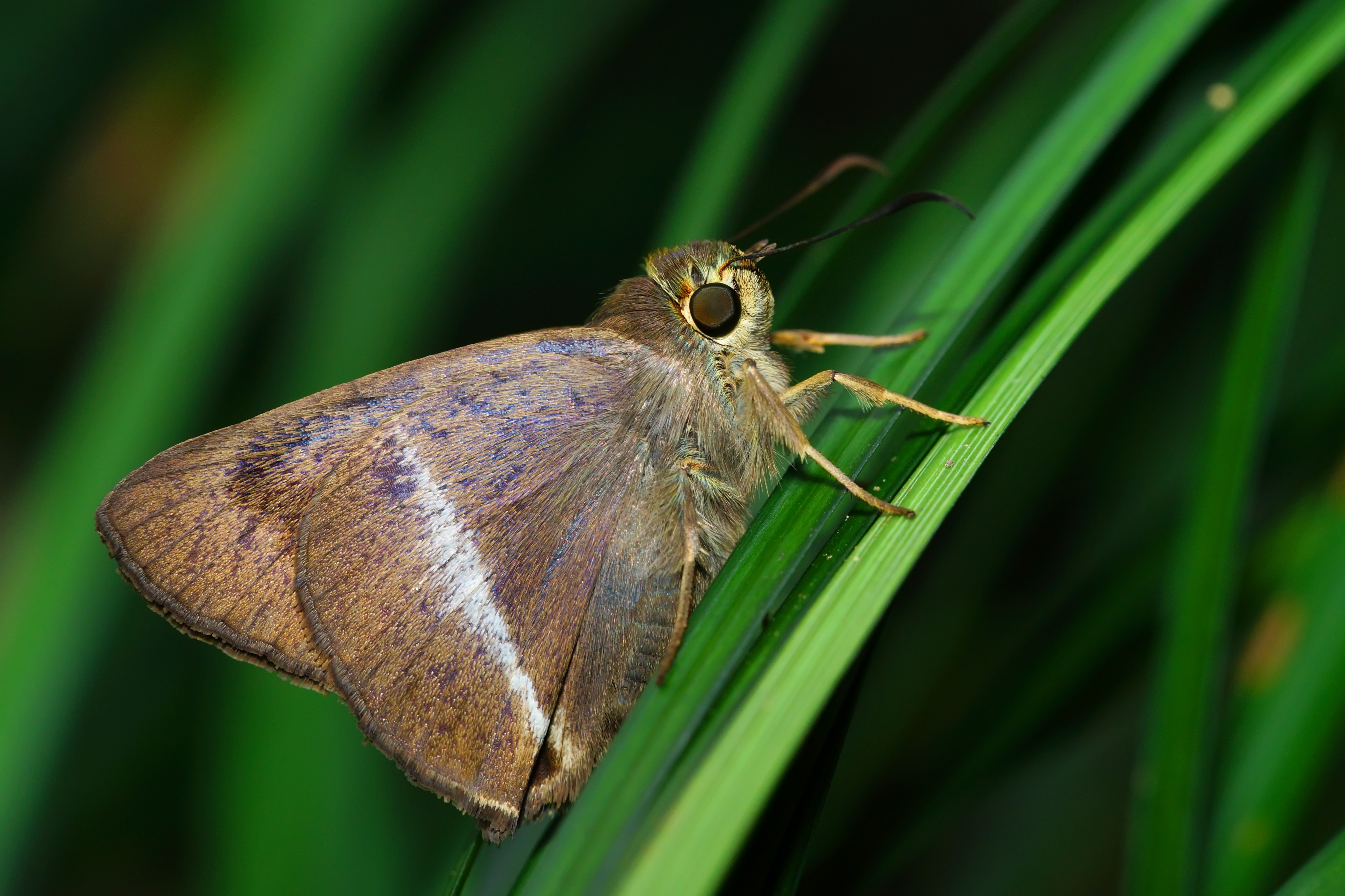 Hasora taminatus vairacana