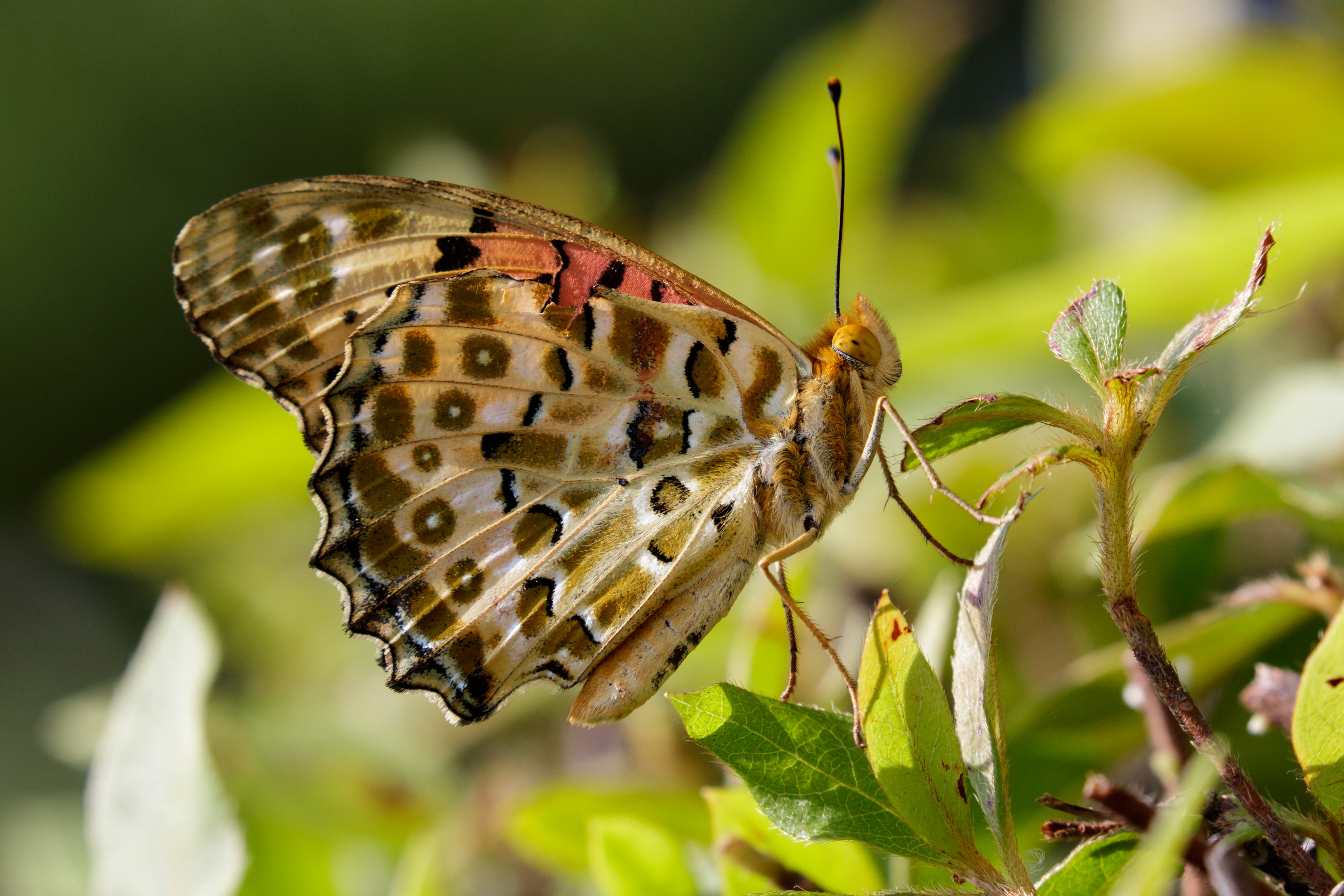 Indian Fritillary at Keitakuen in Osaka, June 2016 II