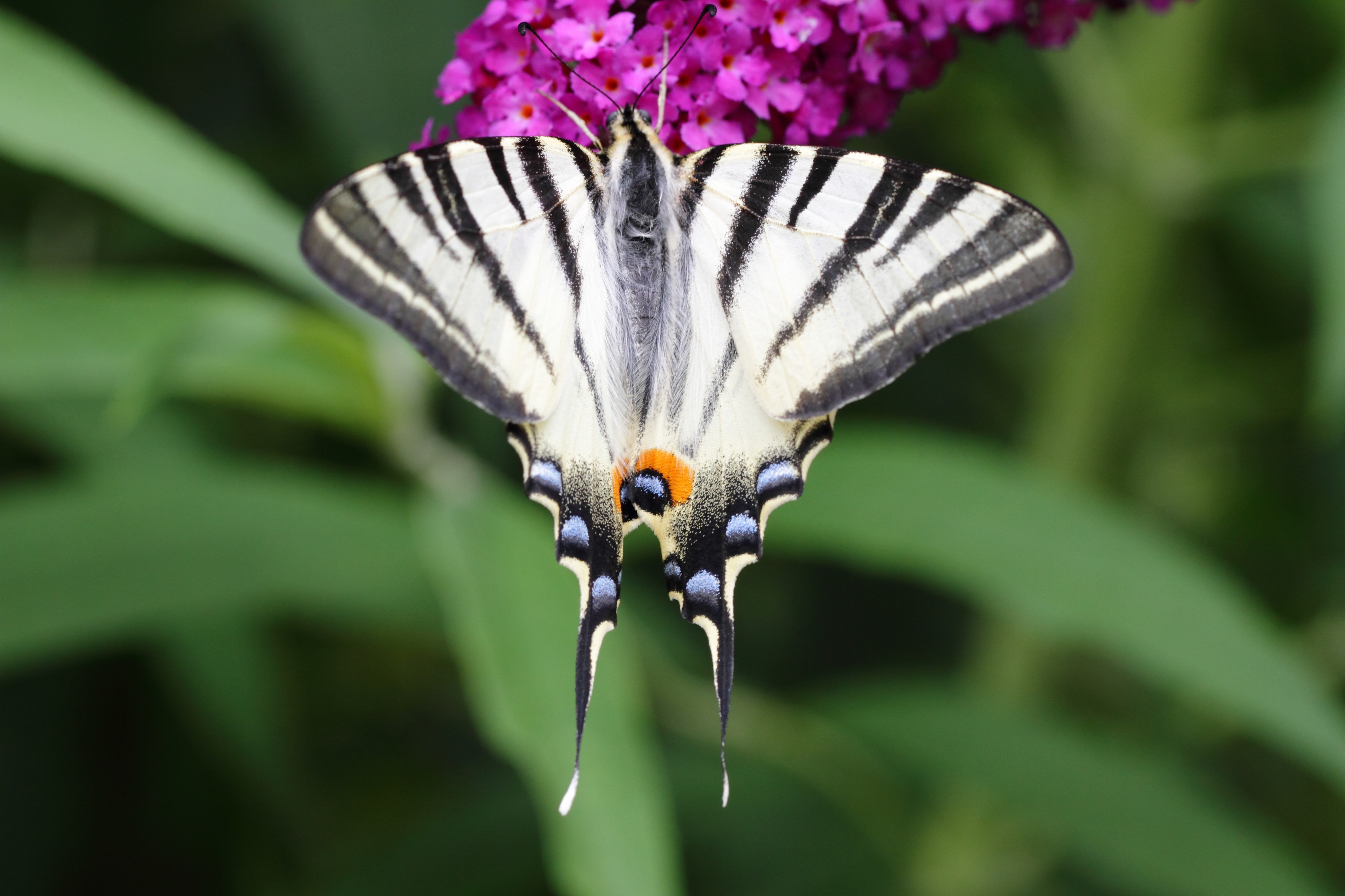Iphiclides podalirius - Schönbrunn 2
