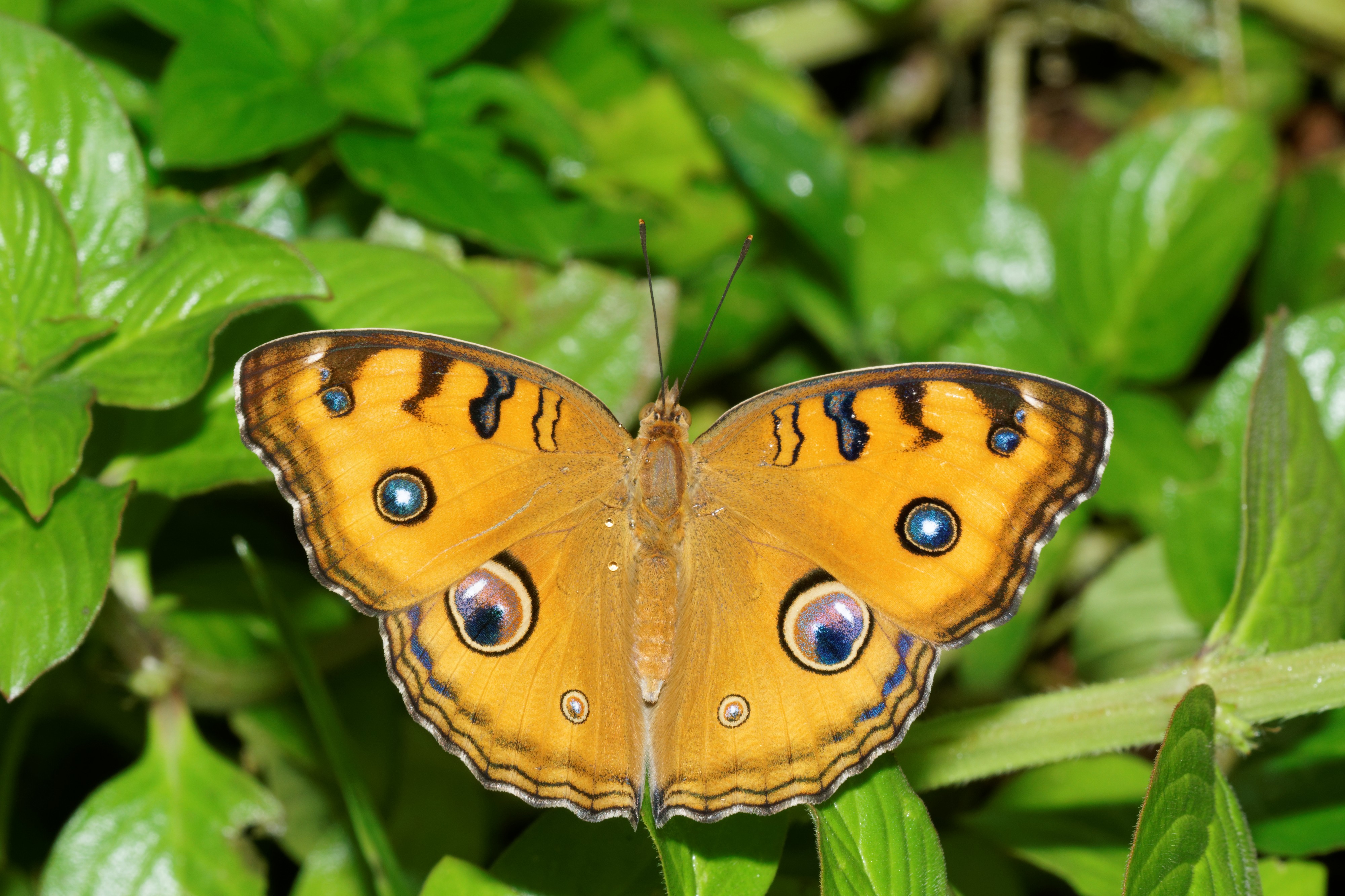 Junonia almana-Kadavoor-2016-07-11-002