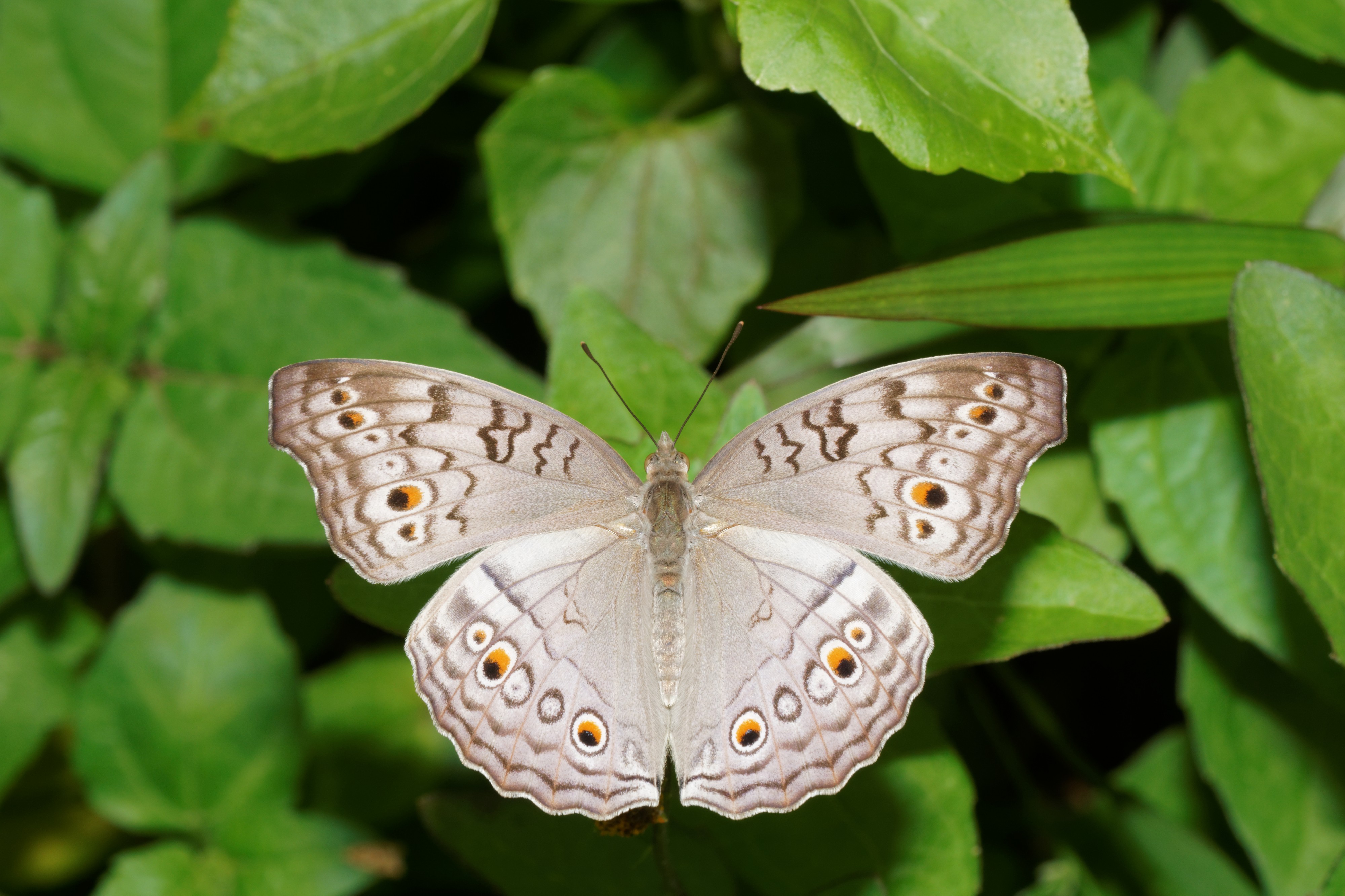Junonia atlites-Kadavoor-2016-07-30-001