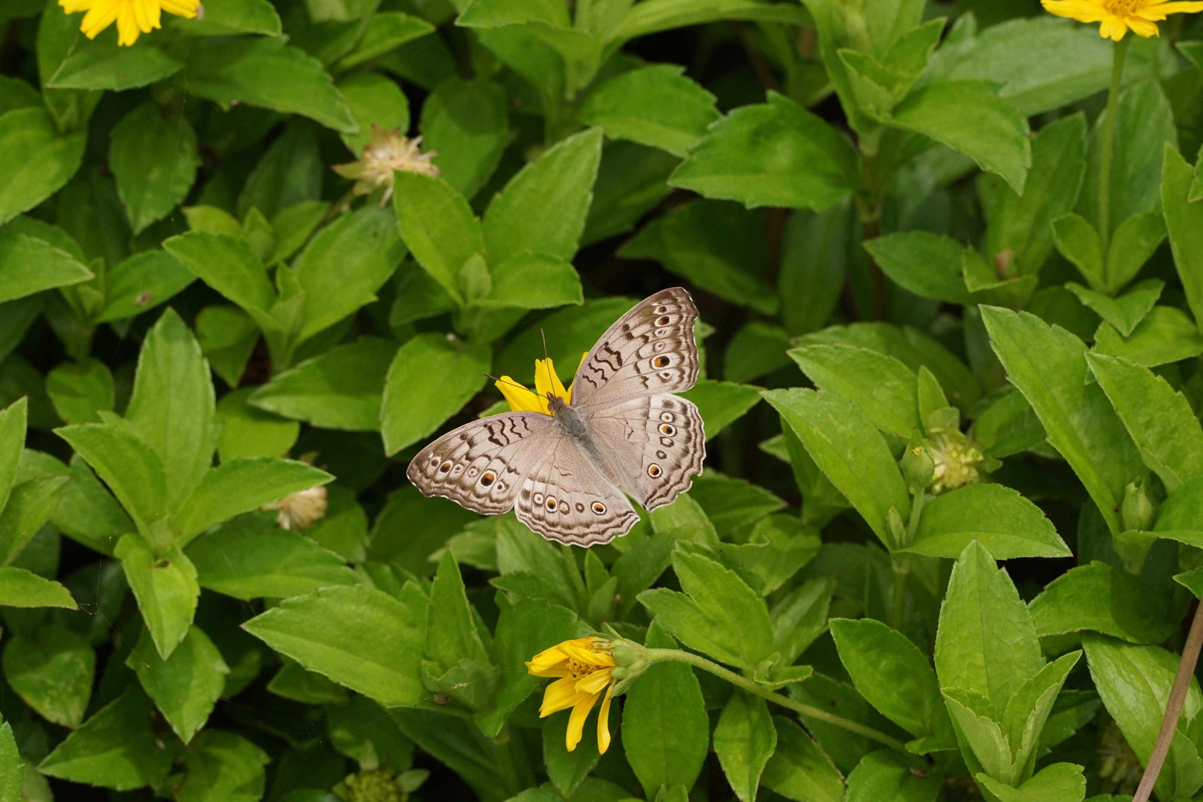 Junonia atlites 04255